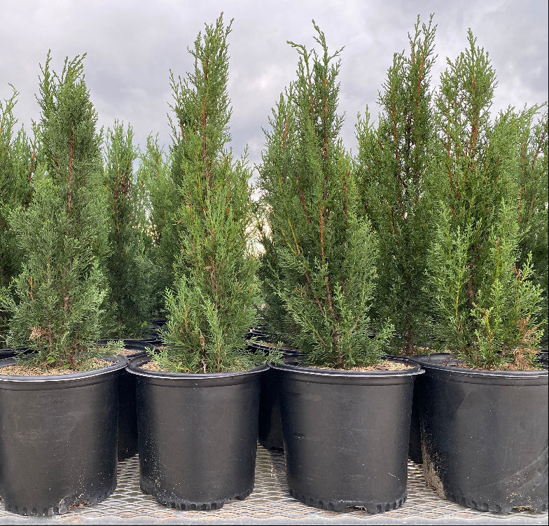 Medium Size Italian Cypress, Mediterranean Cypress Planted in Nursery Pot 2gal