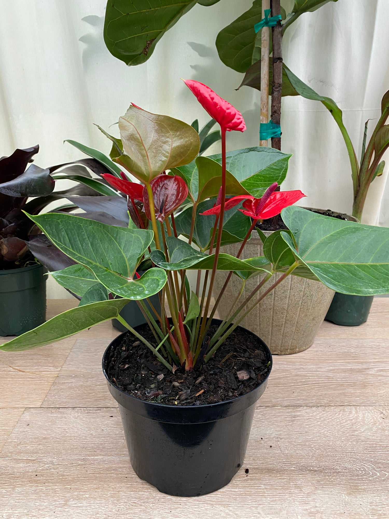 Anthurium Red Heart