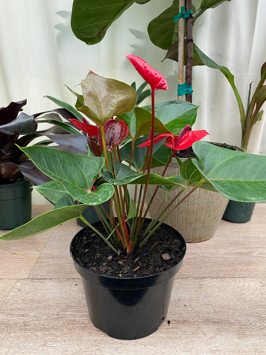 Potted Anthurium Red Heart plant with bright red flowers in a black grower pot.