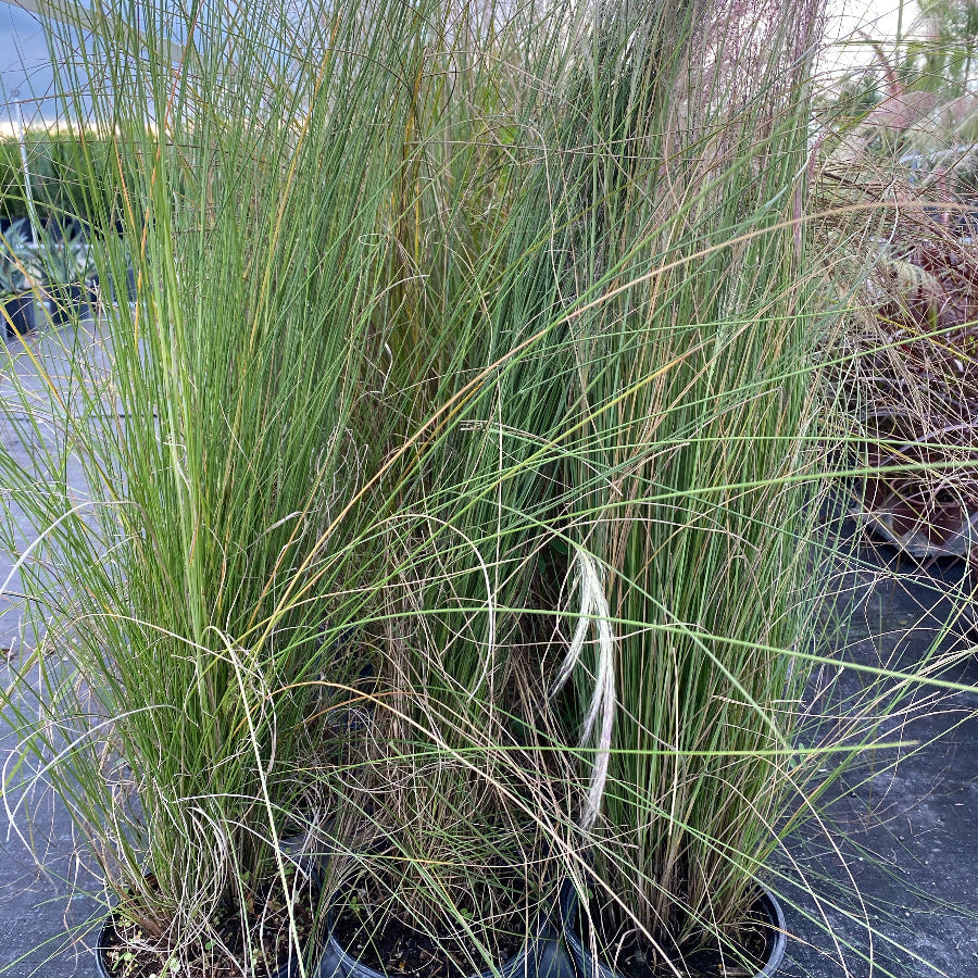 Pink muhly grass in row of pots