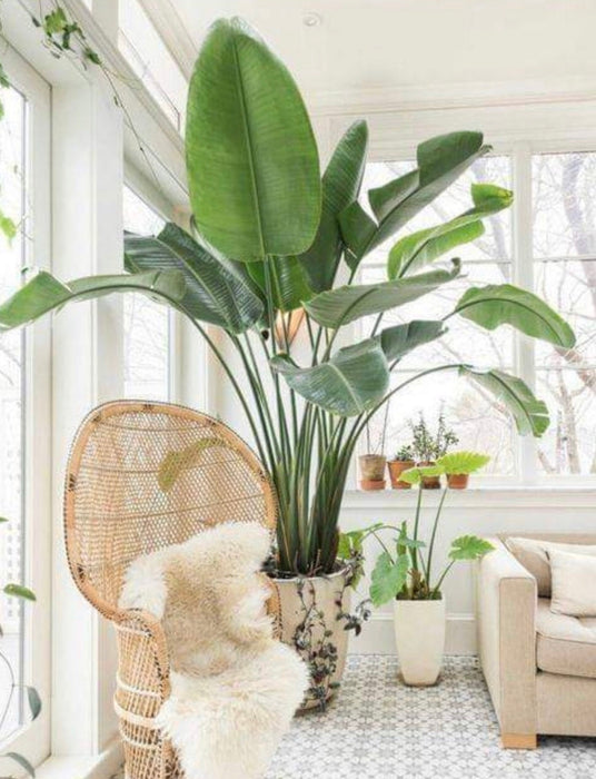 White Bird of Paradise in Deco Planter in a corner