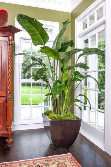 Bird of Paradise White, Strelitzia Nicolai | Eureka Farms
