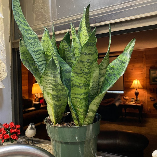Sansevieria Robusta, Snake Plant