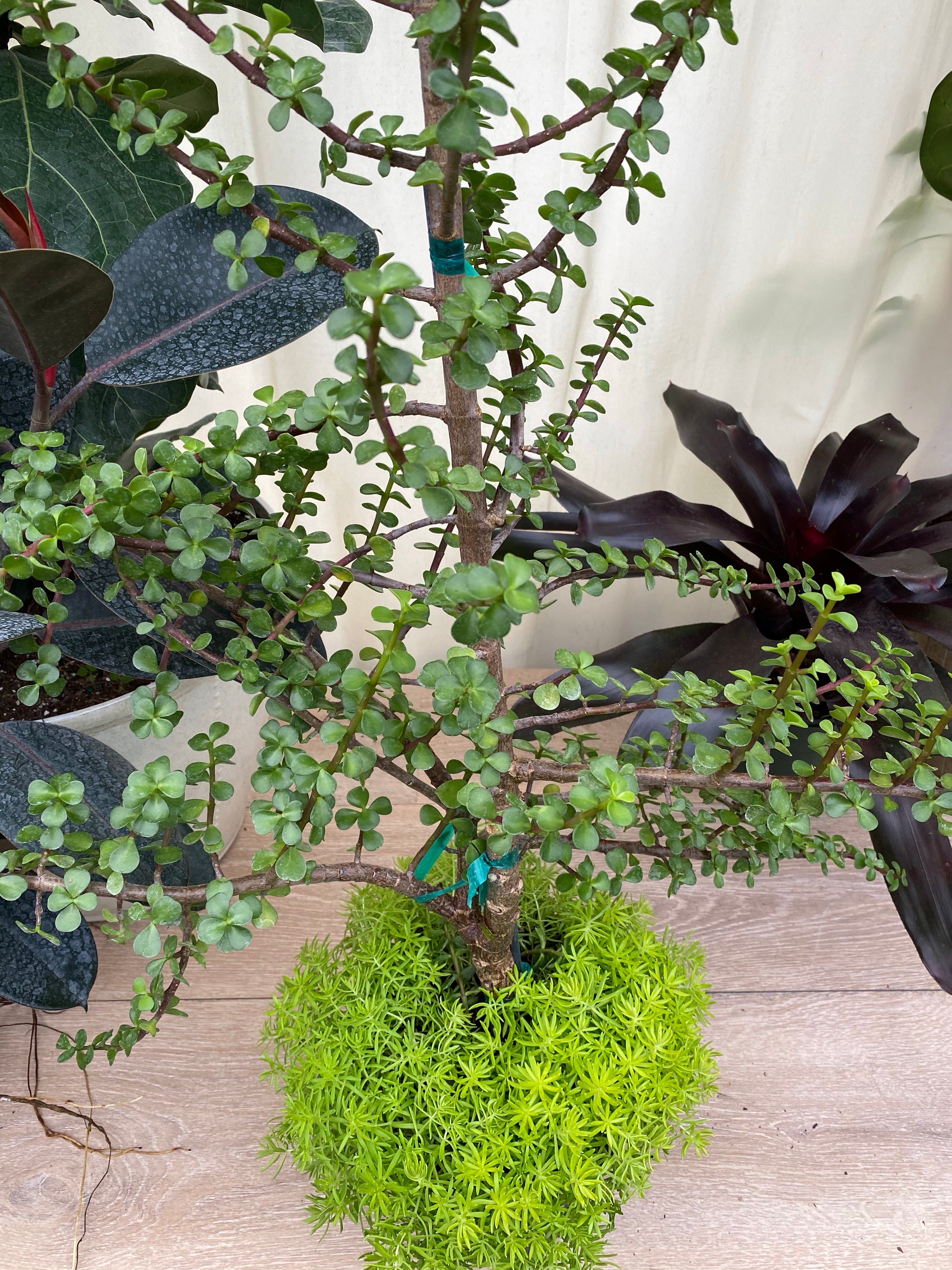Portulacaria Afra, Elephant Bush Jade Tree