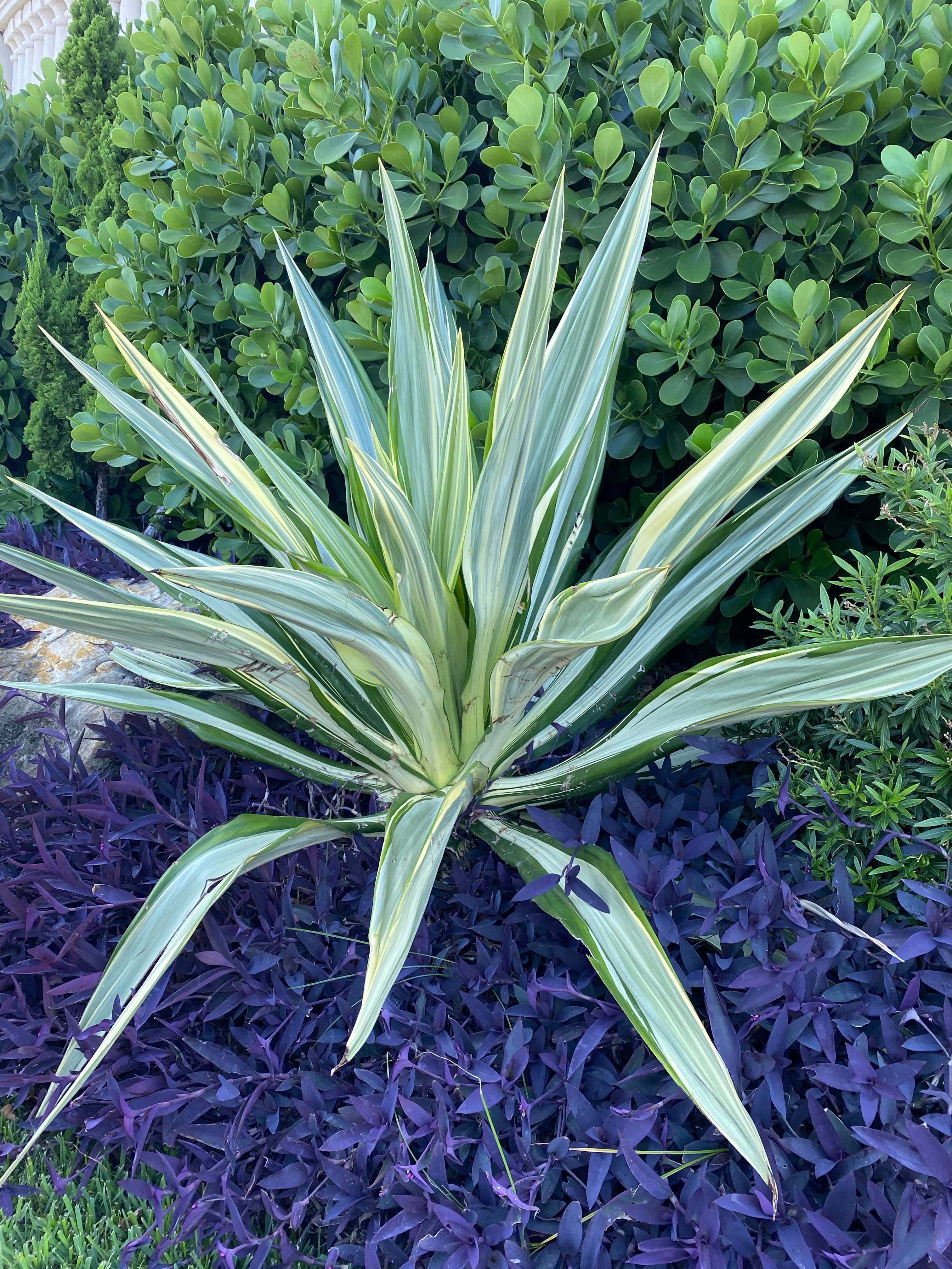 False Agave, Variegated Agave
