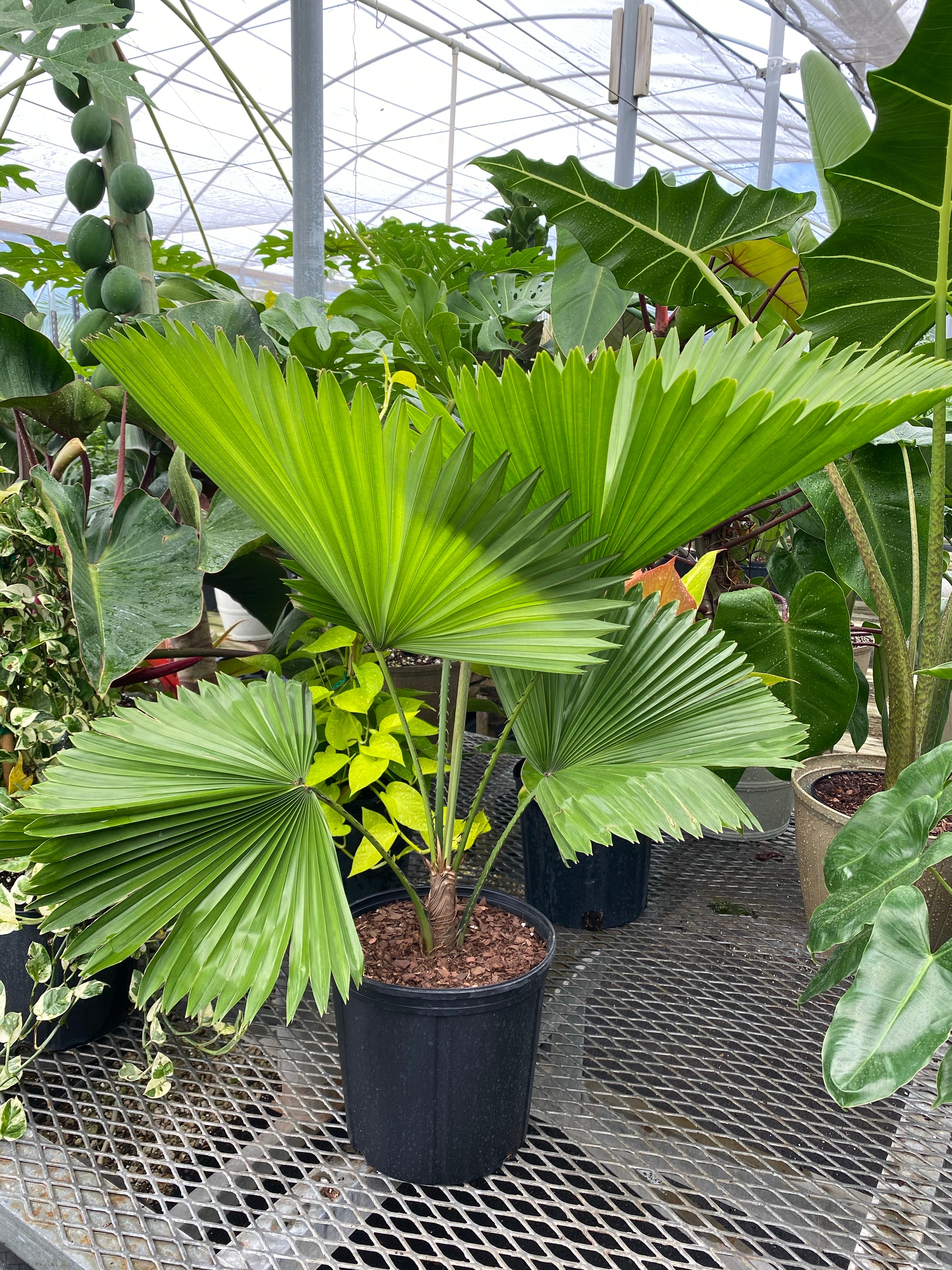 Licuala Grandis Fan Palm Tree, Rare and Exotic