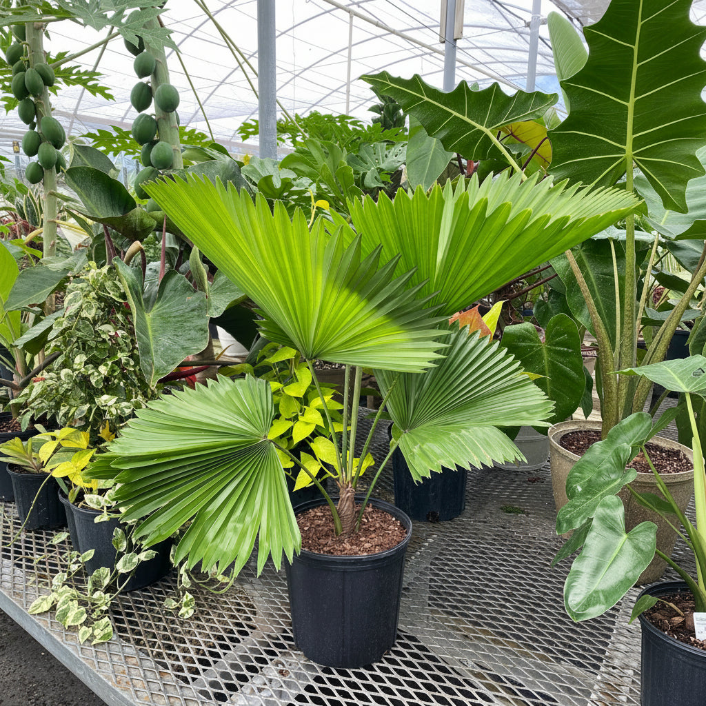 Front view of Licuala grandis fan palm in a black grower pot showing oversized pleated circular green leaves in a greenhouse