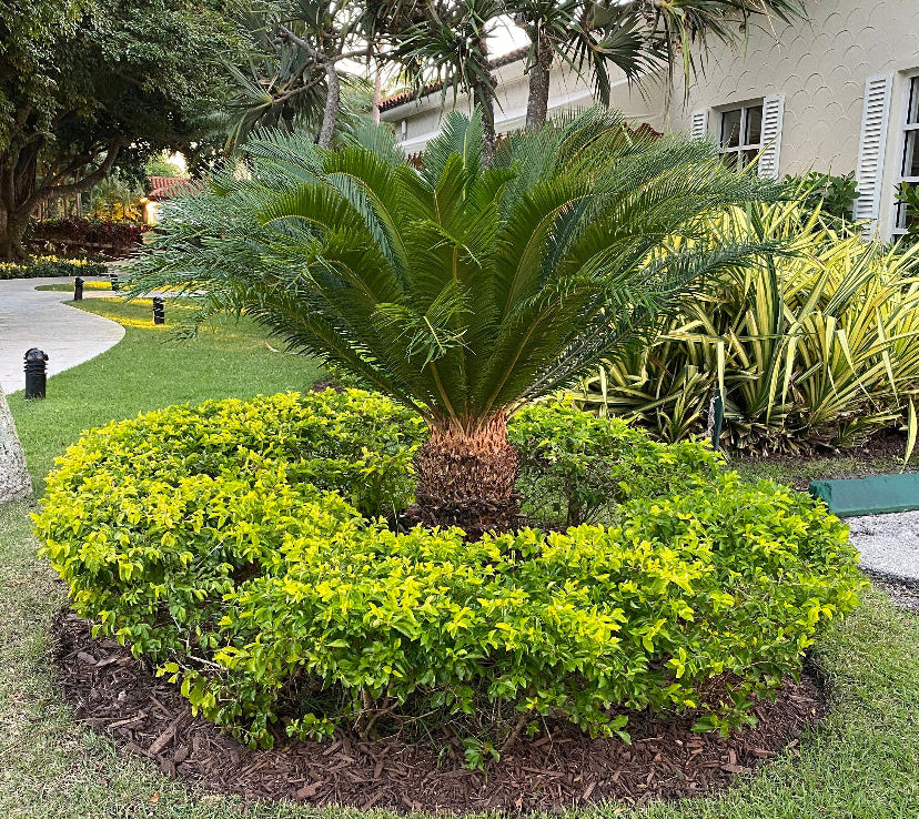 A sago palm (Cycas revoluta) also known as King Sago Palm, growing outdoors with green leaves and a thick fiber-covered trunk, surrounded by yellow shrubbery.