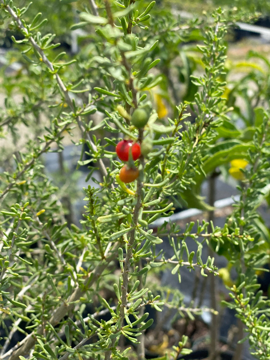 Close-up of ripe red and unripe green berries growing on a Christmas Berry (Lycium carolinianum) shrub