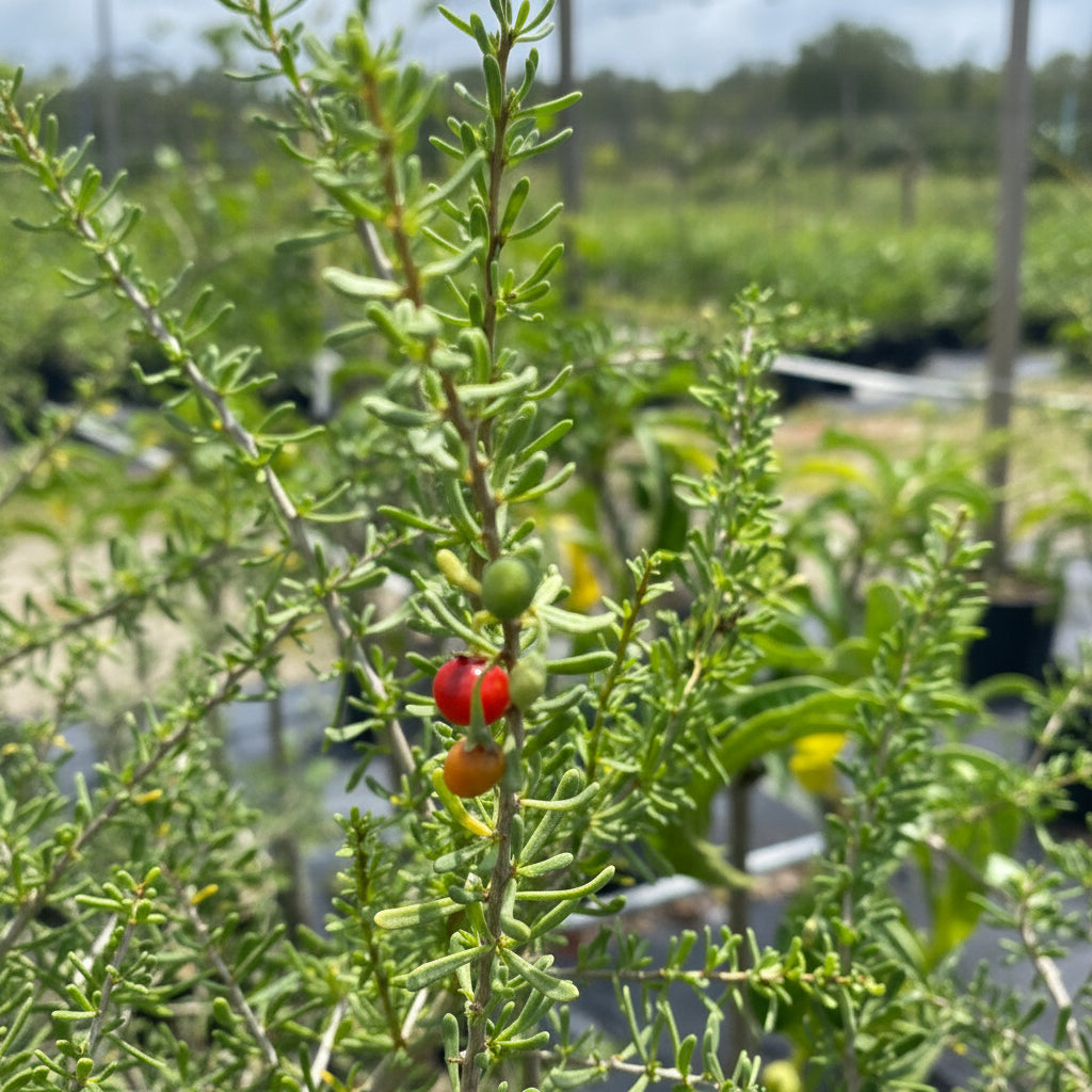 Close-up of ripe red and unripe green berries growing on a Christmas Berry (Lycium carolinianum) shrub