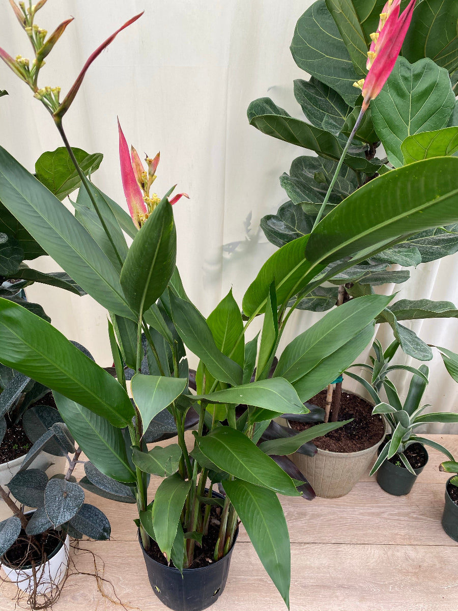Potted Heliconia psittacorum &