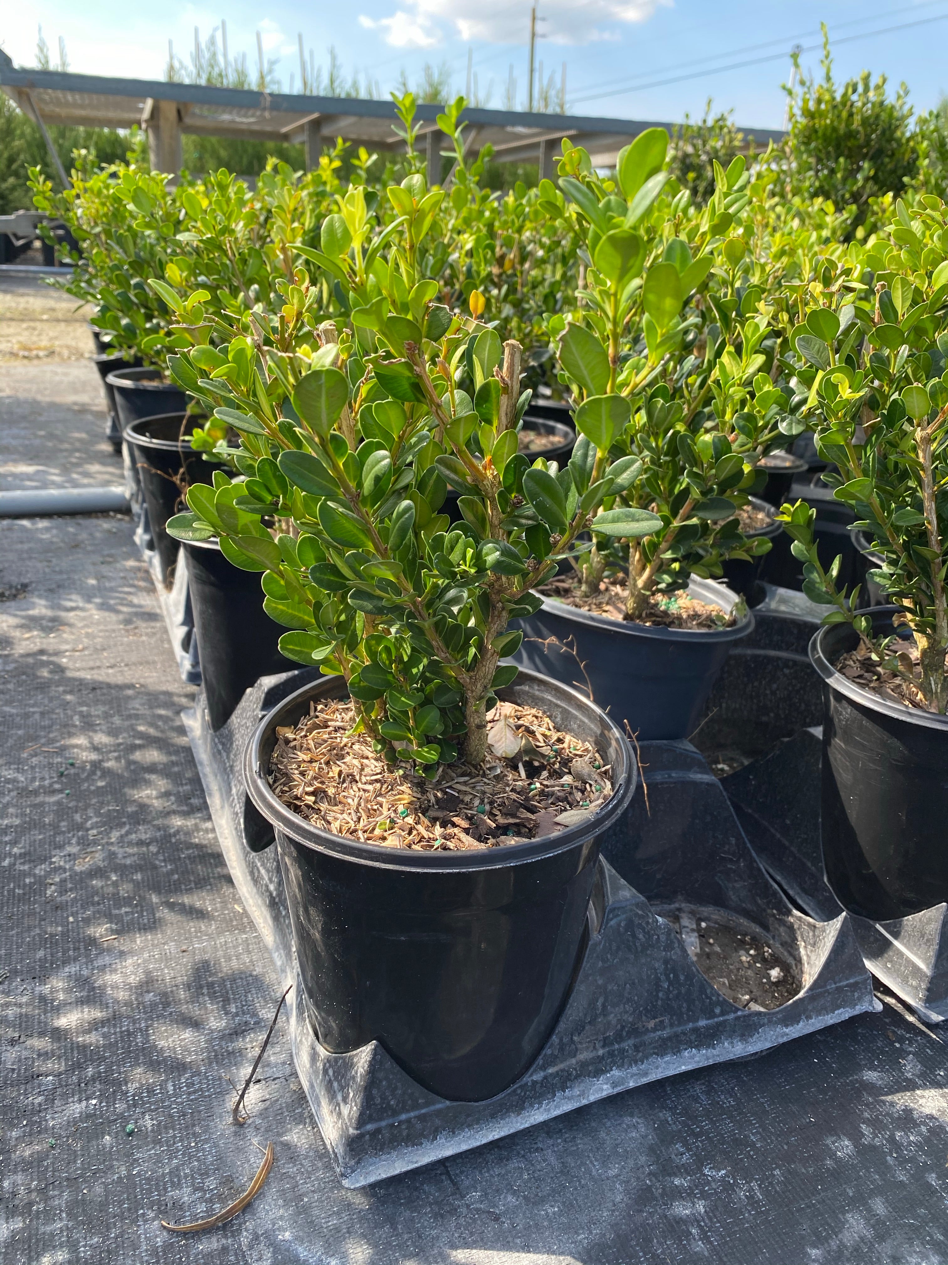 Winter Green Boxwood Shrub