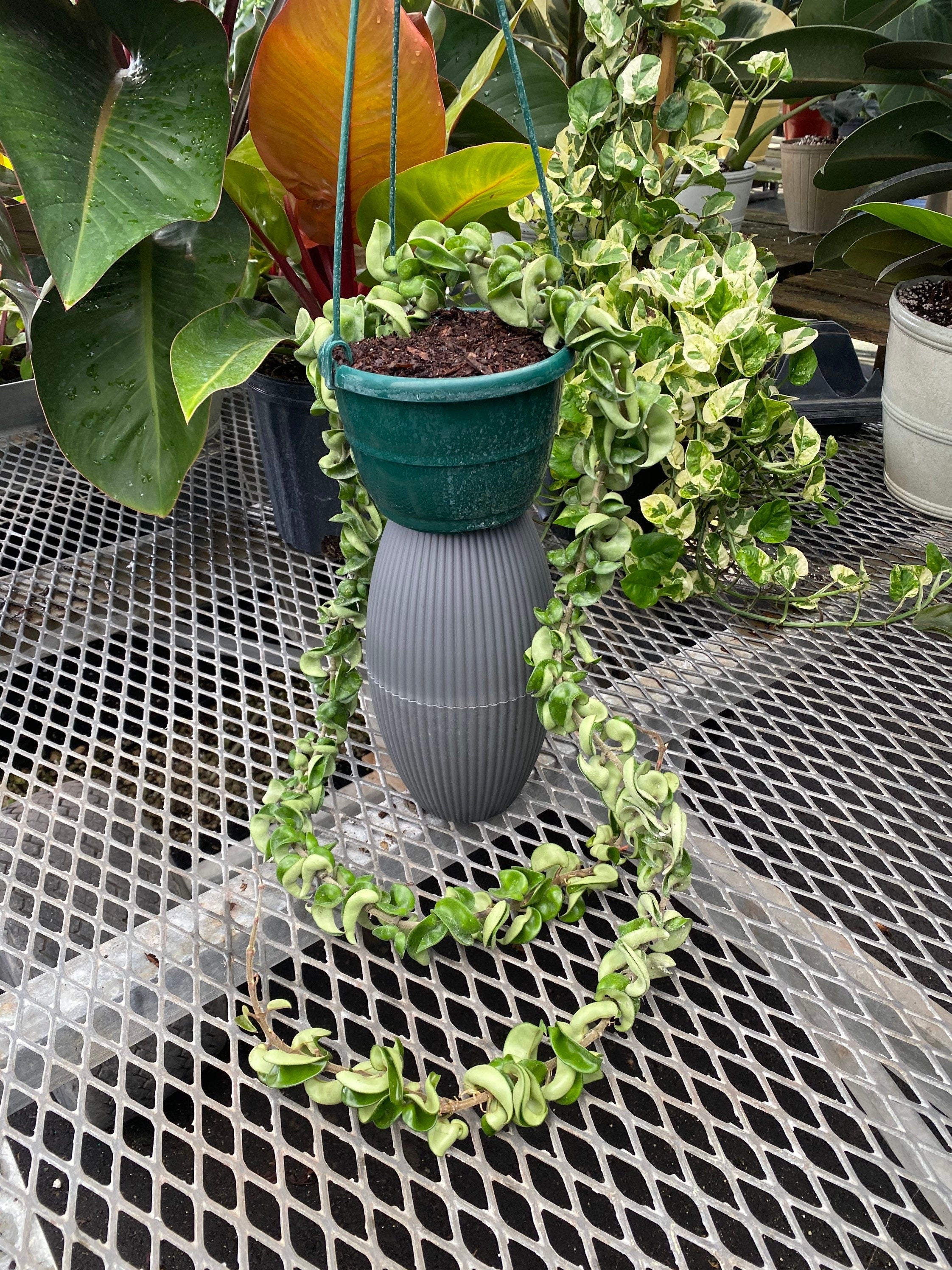 Hoya Carnosa Hindu Rope in Hanging Basket, Krinkle Kurl in a green pot
