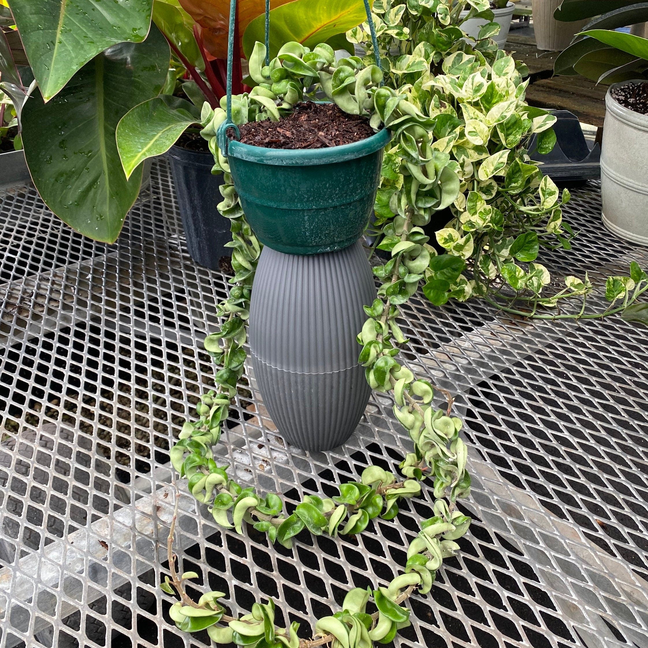 Hoya Carnosa Hindu Rope in Hanging Basket, Krinkle Kurl in a green pot
