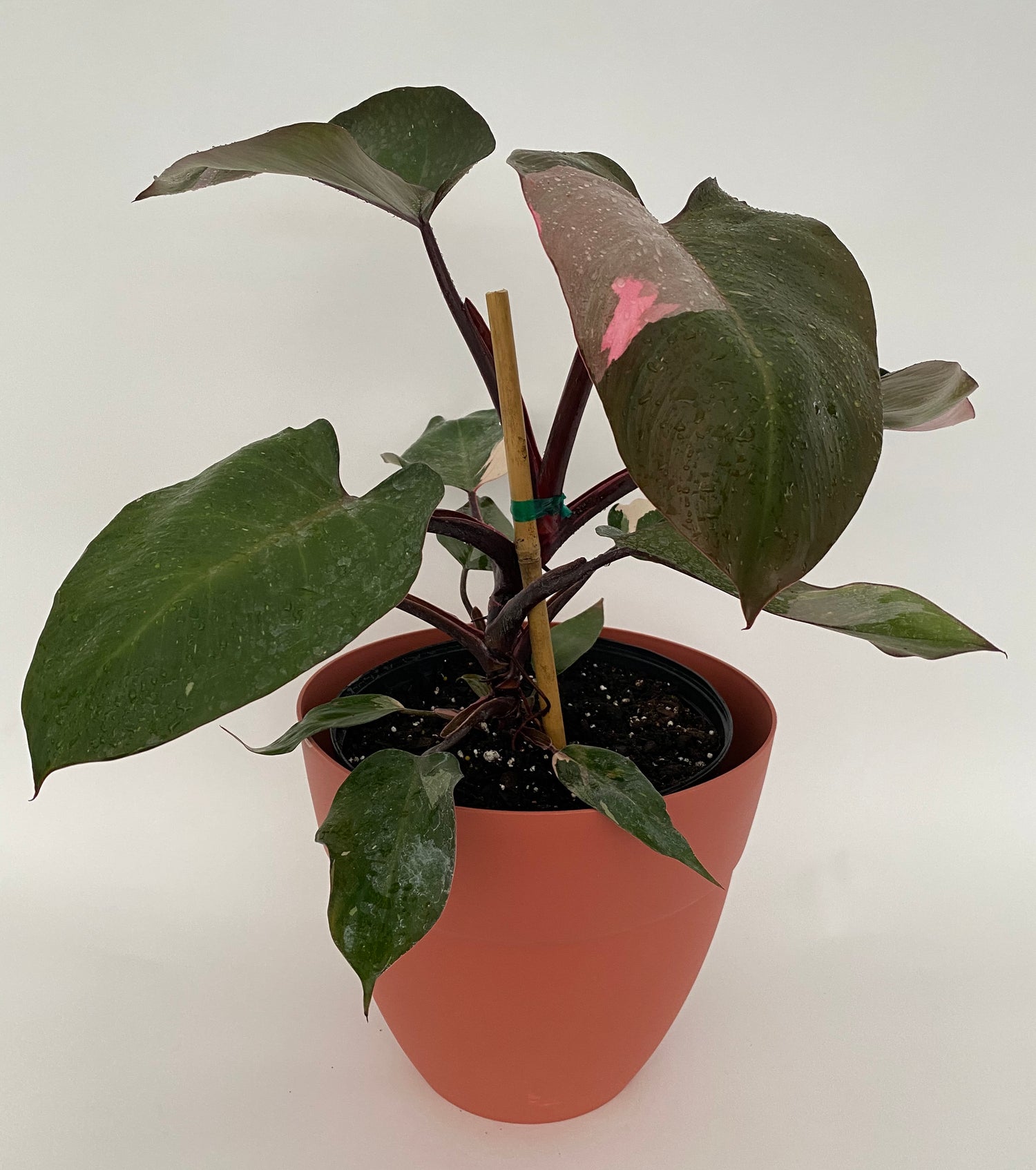 view of Philodendron Pink Princess in Trellis, Philodendron Erubescens Exotic Plants in a pot