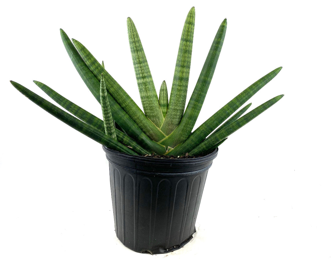 A potted Sansevieria Starfish