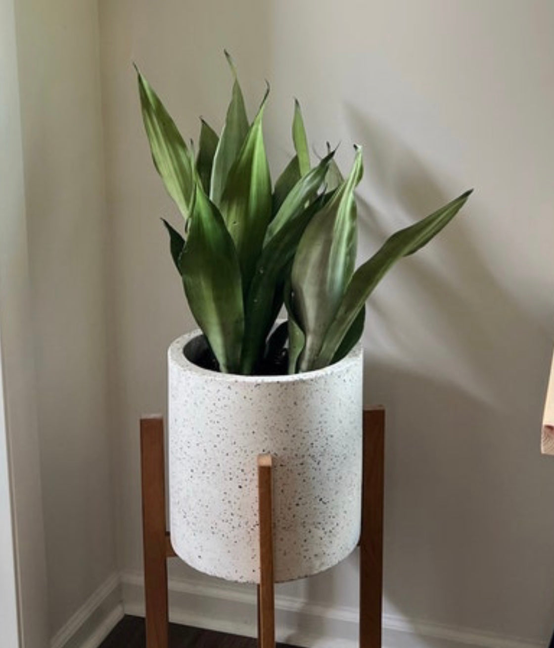 Sansevieria Moonshine Snake Plant
