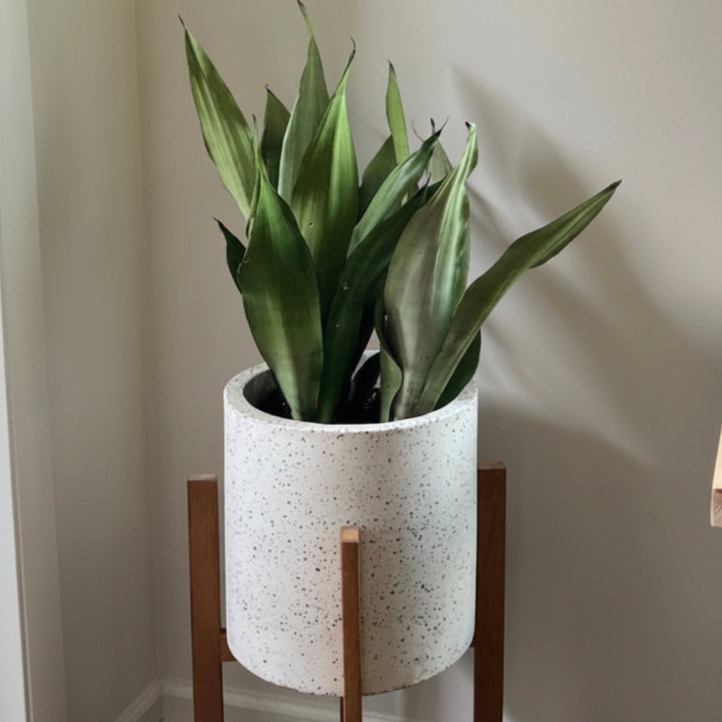 A potted Sansevieria Moonshine Snake Plant