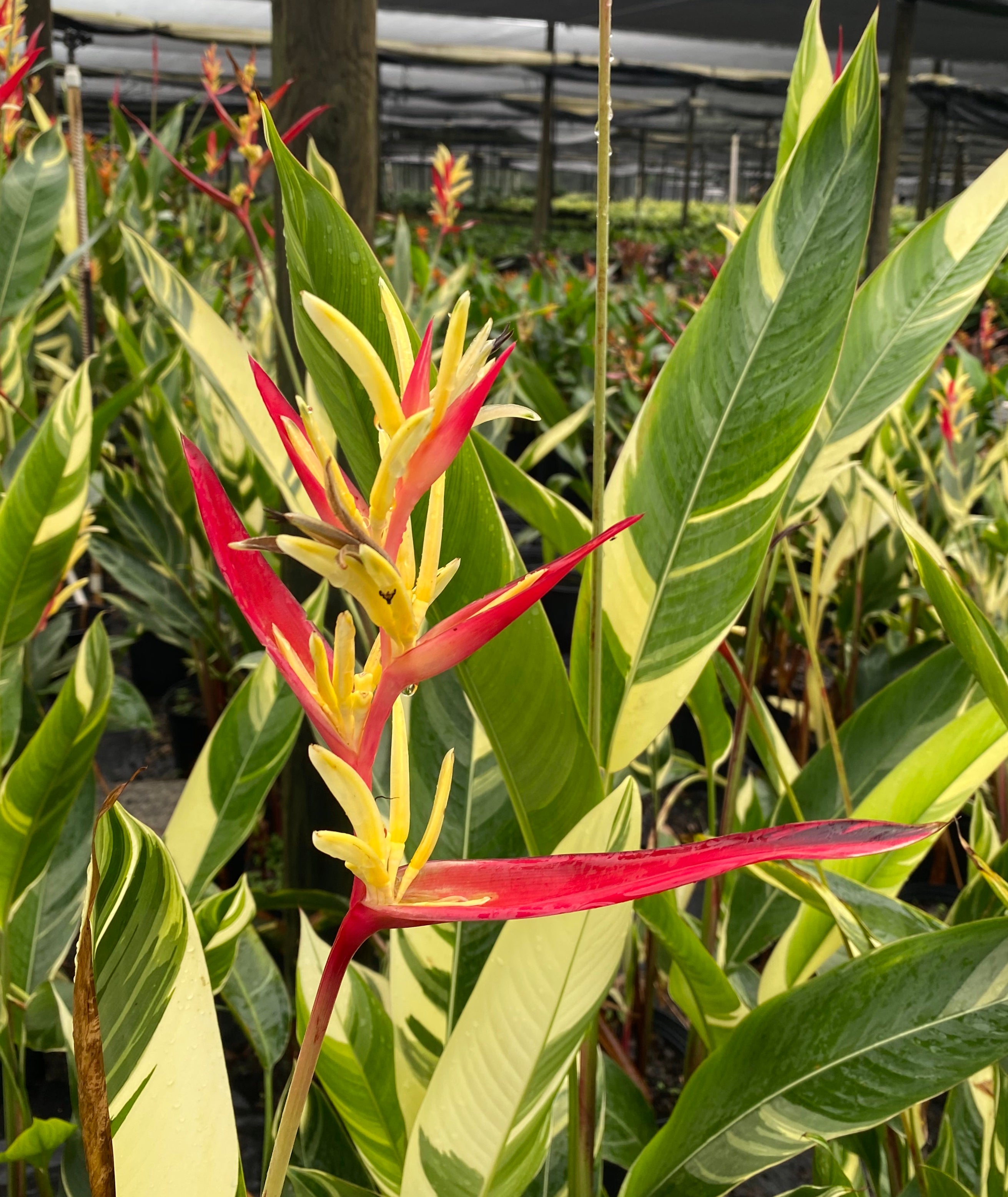 leaves of Variegated Heliconia Lady Di
