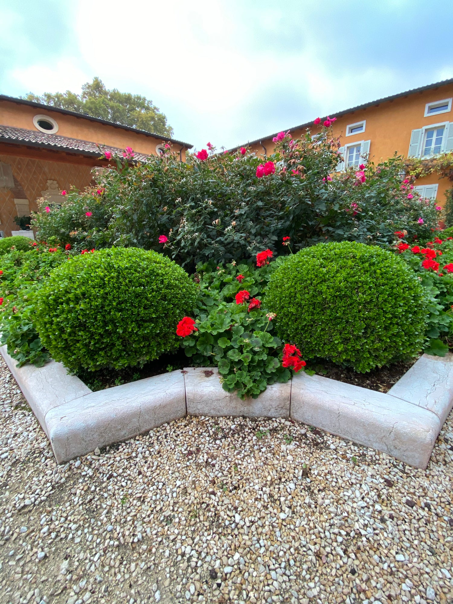 Green Mountain American Boxwood