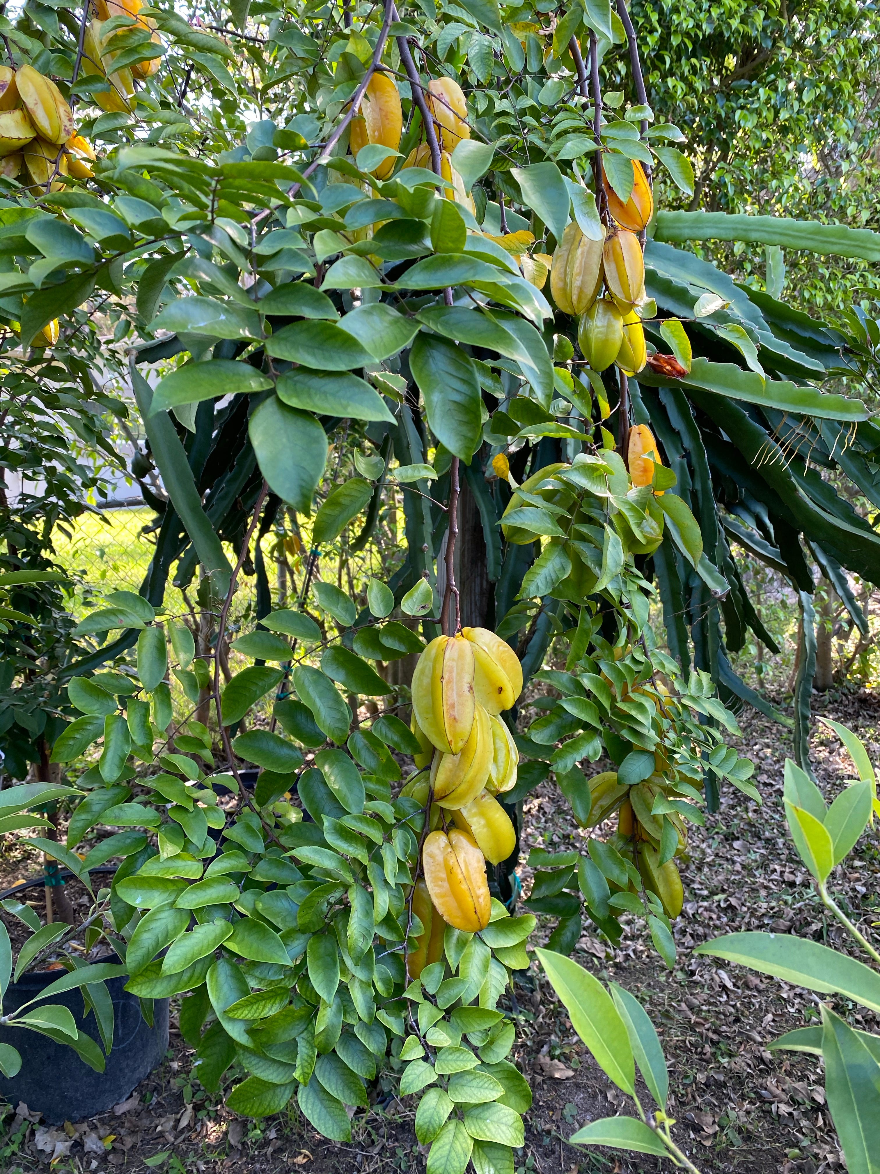 Carambola Arkin Star Fruit Tree