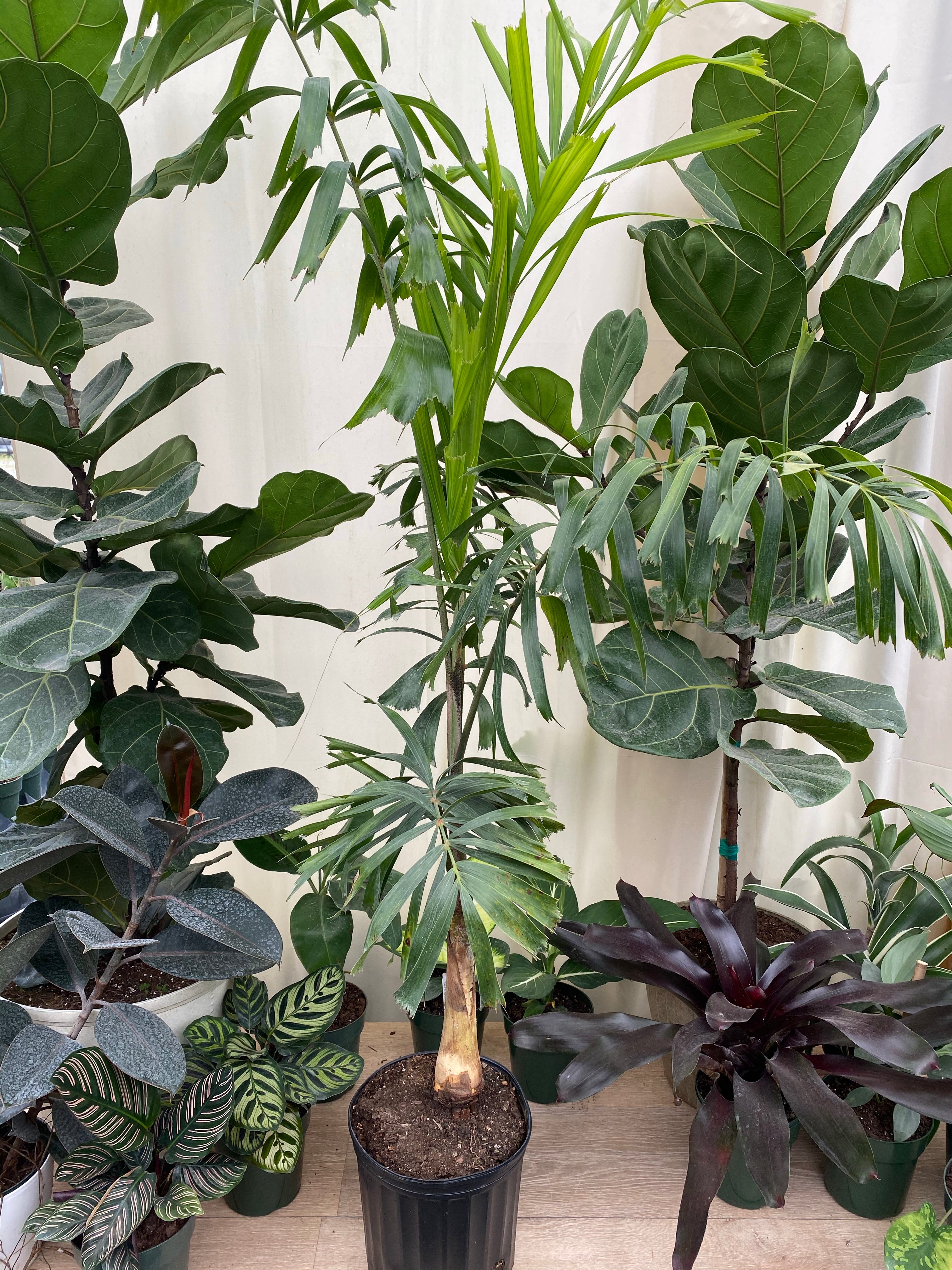 Foxtail Palm Single, Wodyetia bifurcata