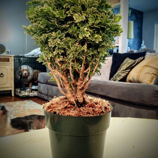 golden nanmu tree bonsai Aralia Ming Gold Bonsai Tree, Aralia Parsley, Live Plant