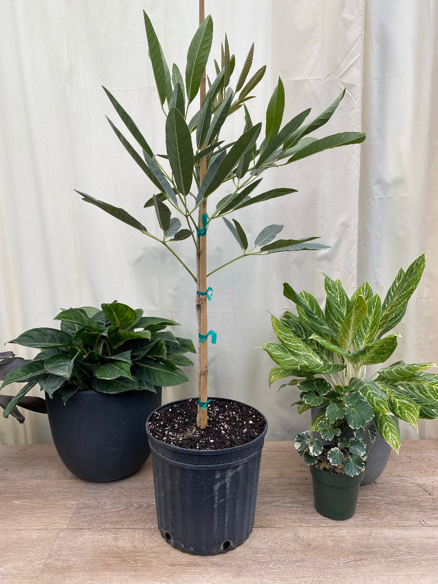 A young Yellow Trumpet Tree (Tabebuia) featuring a slender trunk and vibrant green foliage, growing in a black nursery pot.