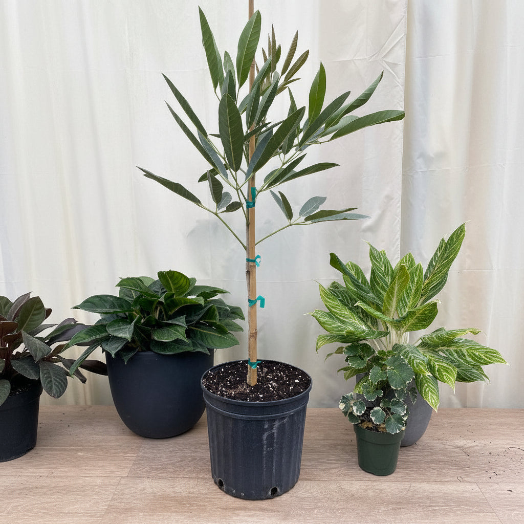 A young Yellow Trumpet Tree (Tabebuia) featuring a slender trunk and vibrant green foliage, growing in a black nursery pot.