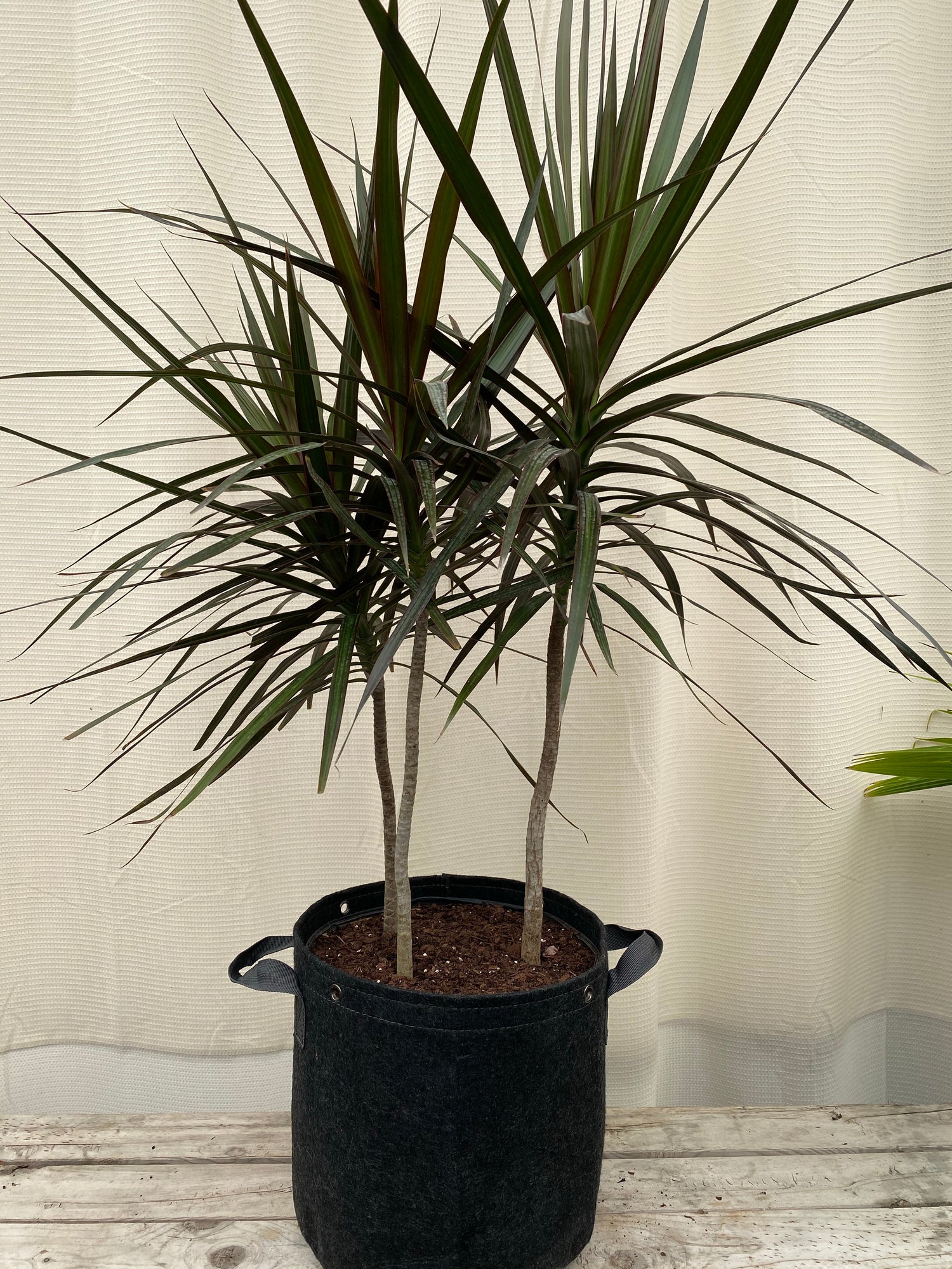 Dracaena Dragon Tree, Magenta Tree Form in a black pot