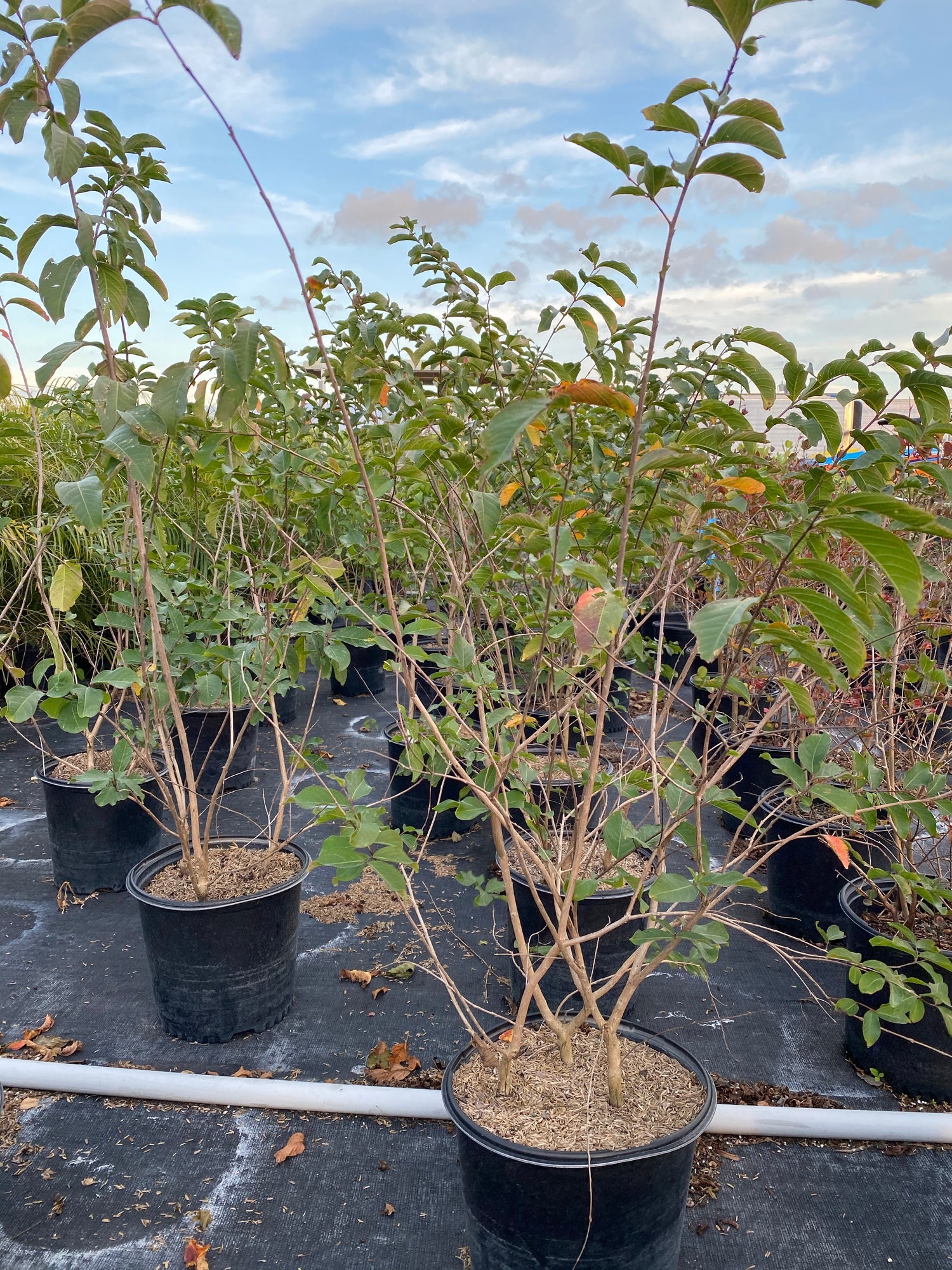Crape Myrtle Muskogee Tree Purple