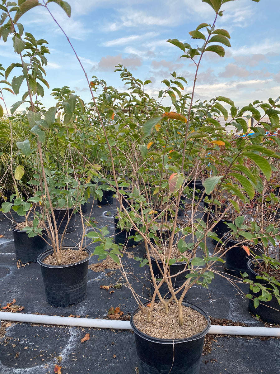 Young potted Muskogee Crape Myrtle tree sapling in an outdoor nursery.
