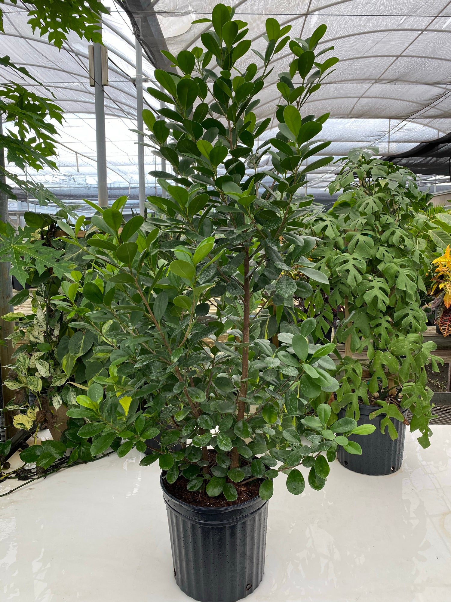 Ficus Moclame Bush, Ficus Microcarpa Daniella in a pot outside