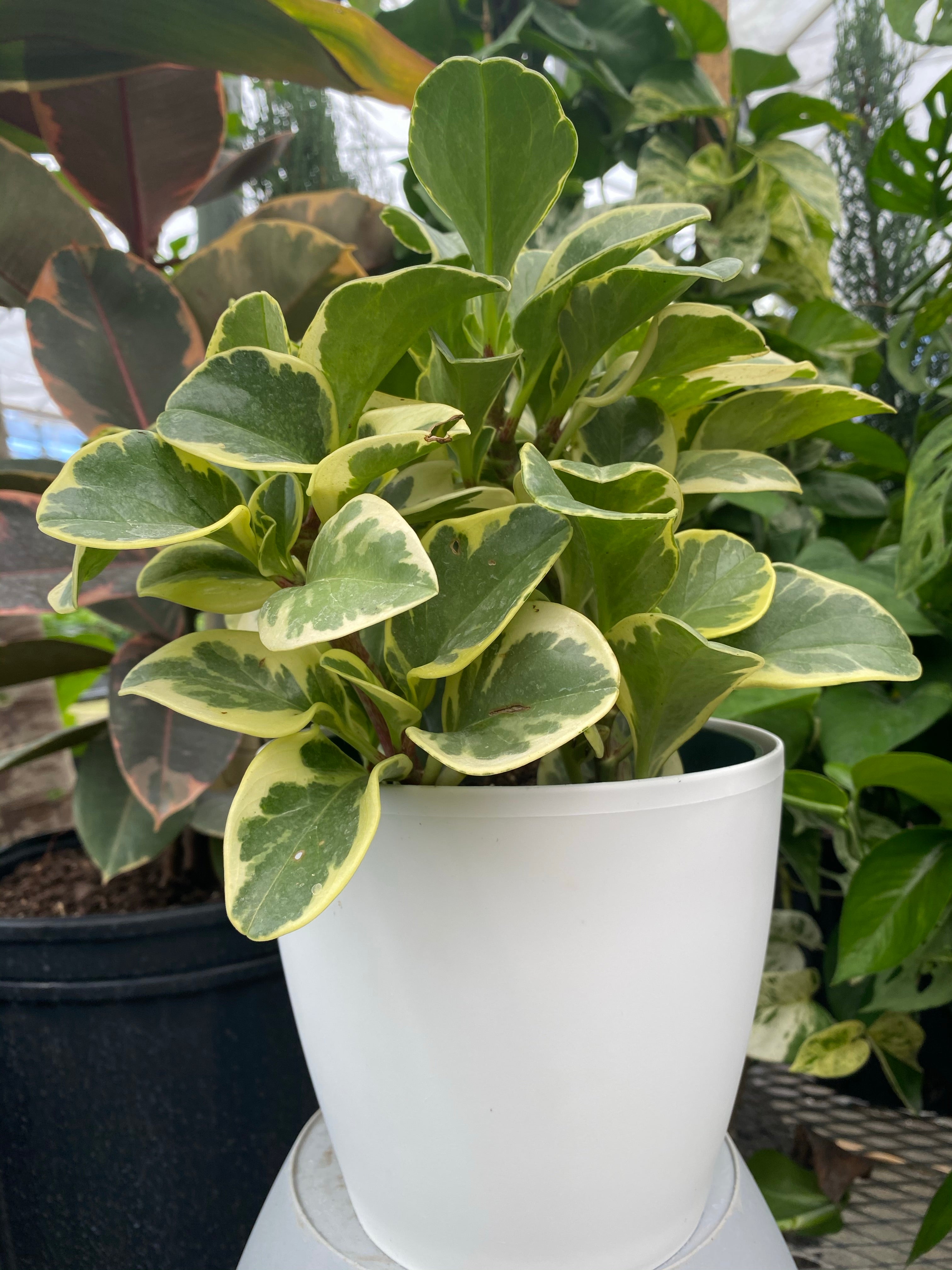 Peperomia Variegated in 6in Deco Pot, Live Indoor Plant, 12-14in Overall Height leaves in a white pot