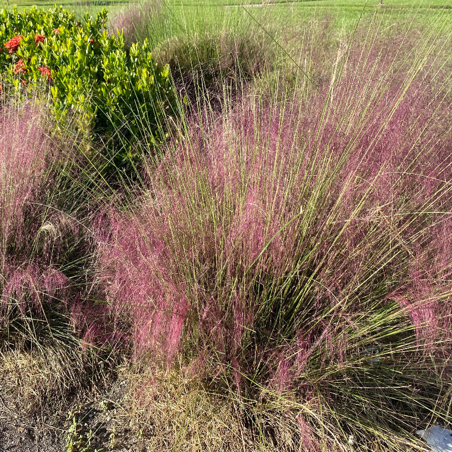 A pink Muhly grass plant with tall, airy flower spikes emerging from the top, seen in a garden setting with a cityscape in the background.