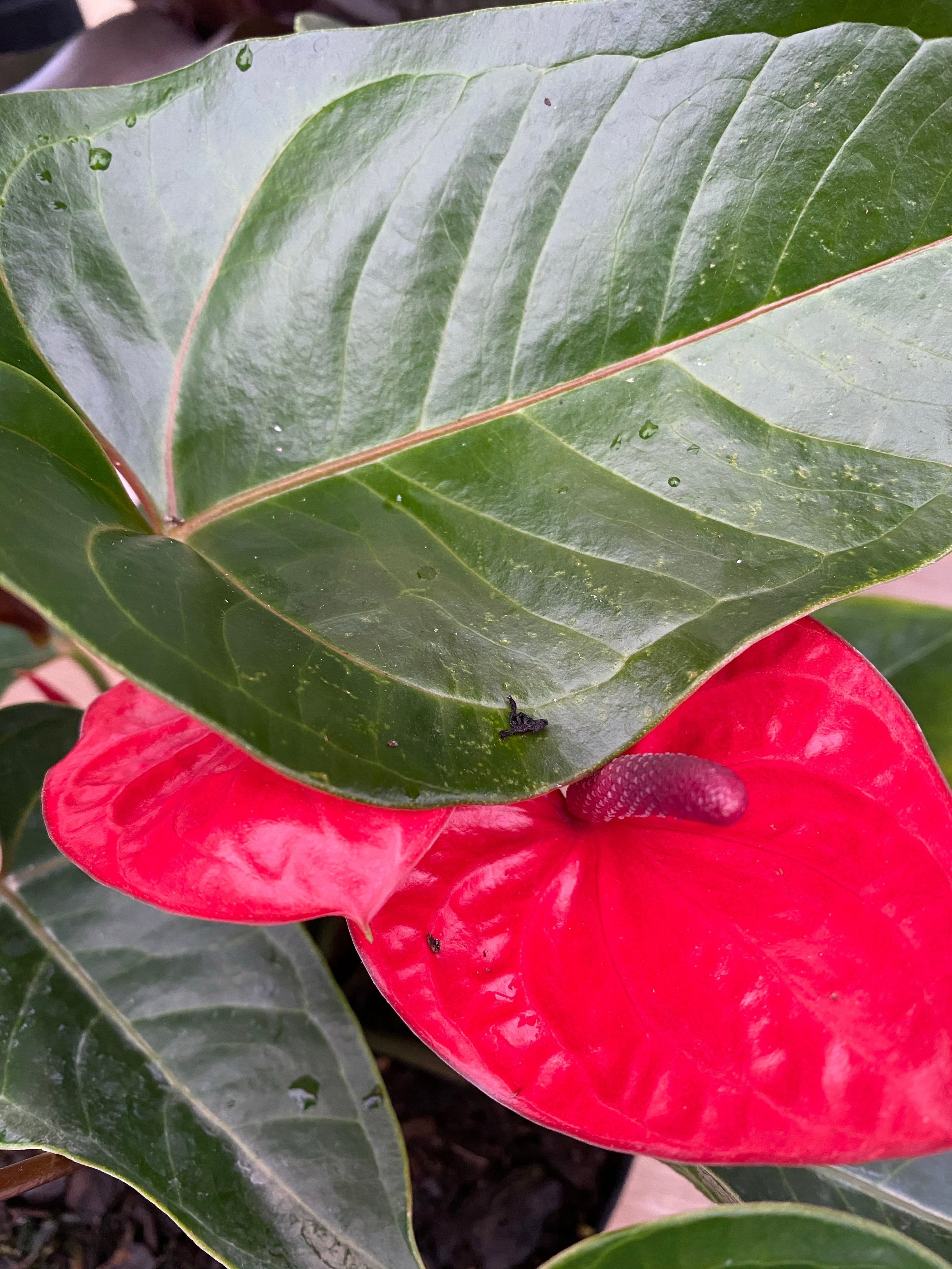 Anthurium Red Heart