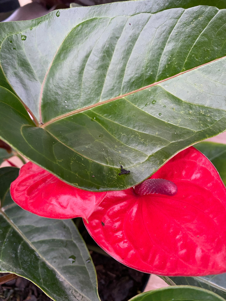 Close-up of a healthy Anthurium Red Heart