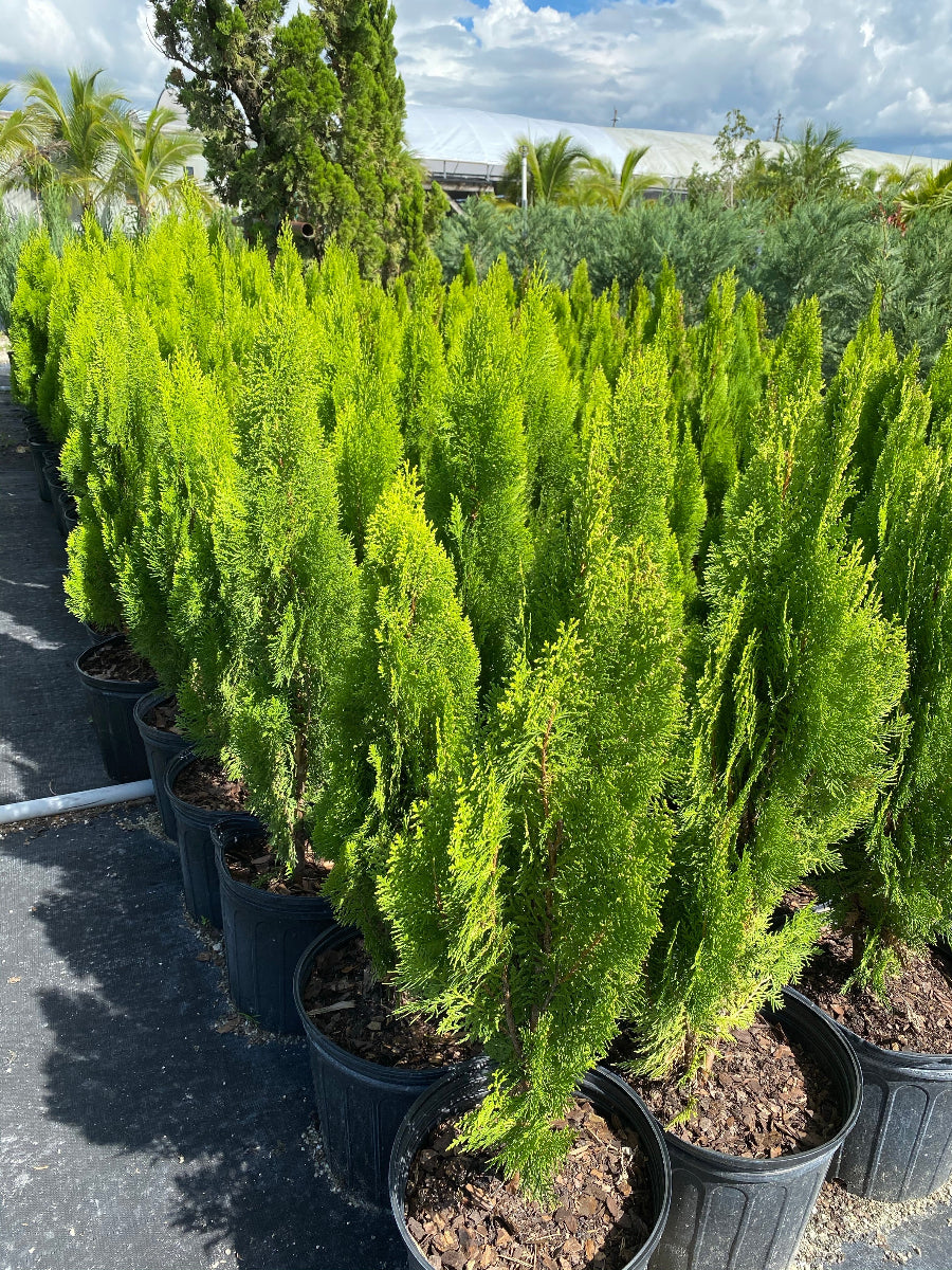 A row of potted Berckman&