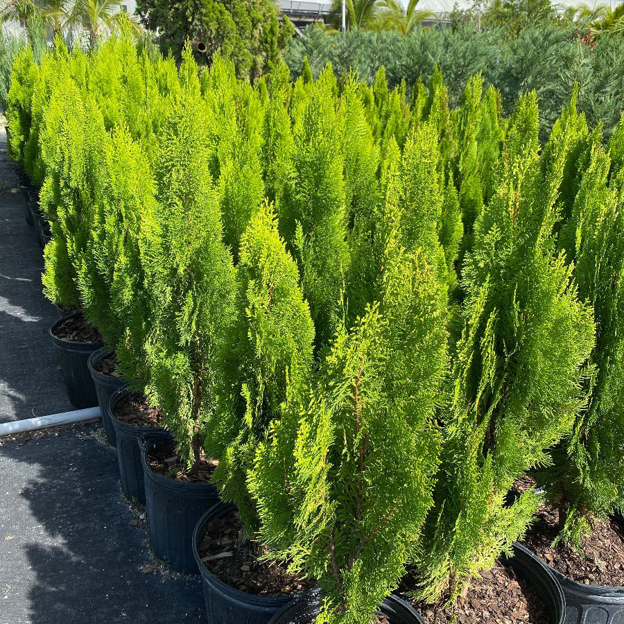 A row of potted Berckman&