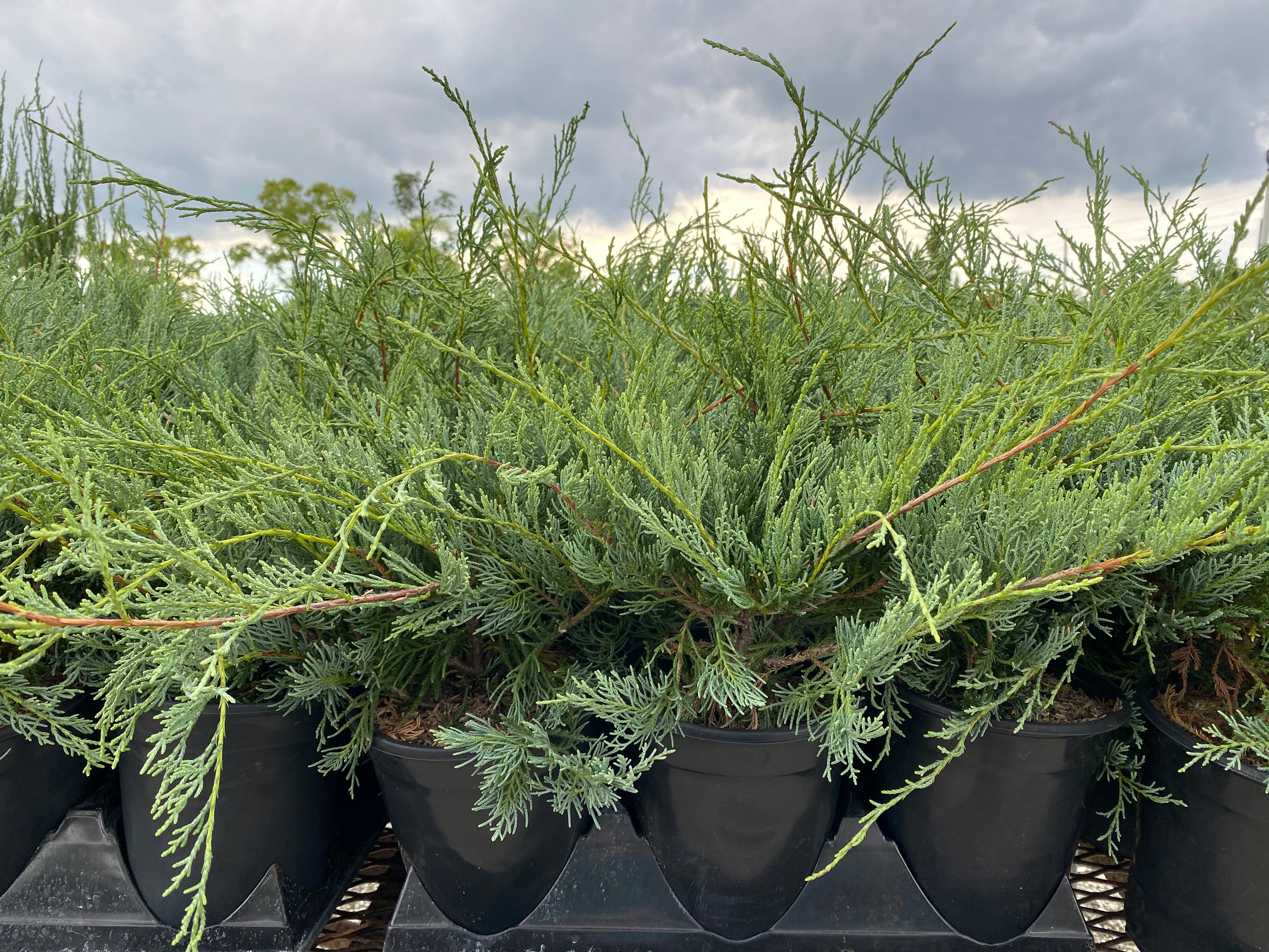 Grey Owl Juniper Shrub