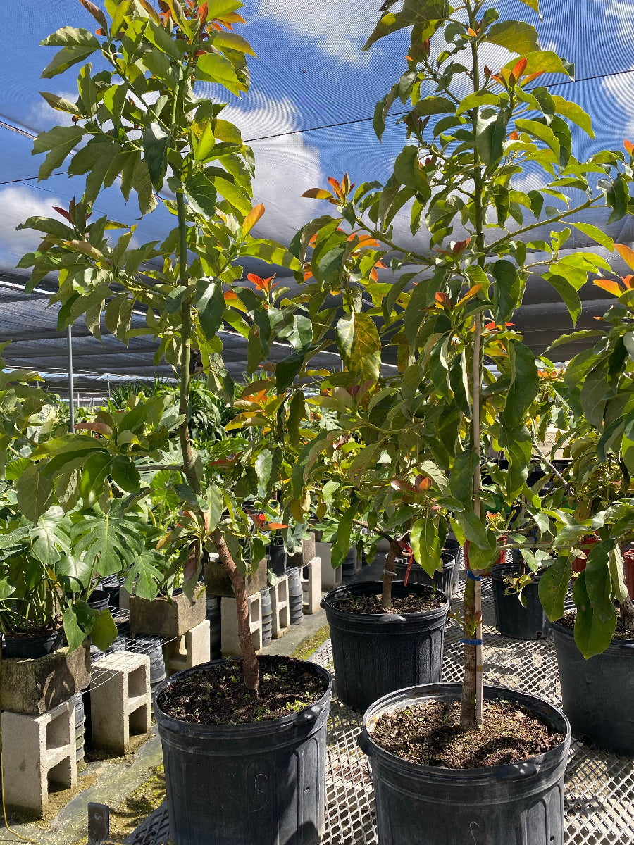 A row of young, potted Simmonds Avocado (Persea americana) trees with vibrant green leaves growing in black nursery containers