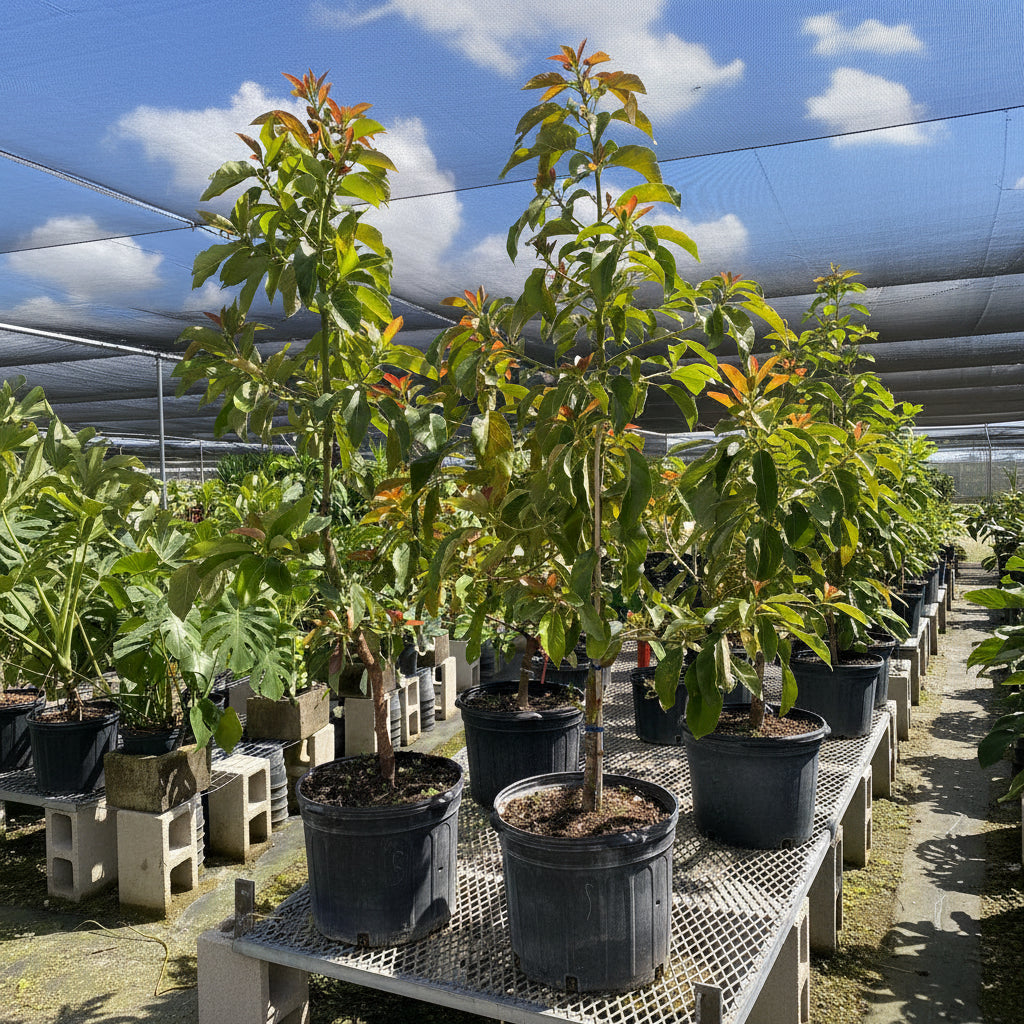 A row of young, potted Simmonds Avocado (Persea americana) trees with vibrant green leaves growing in black nursery containers