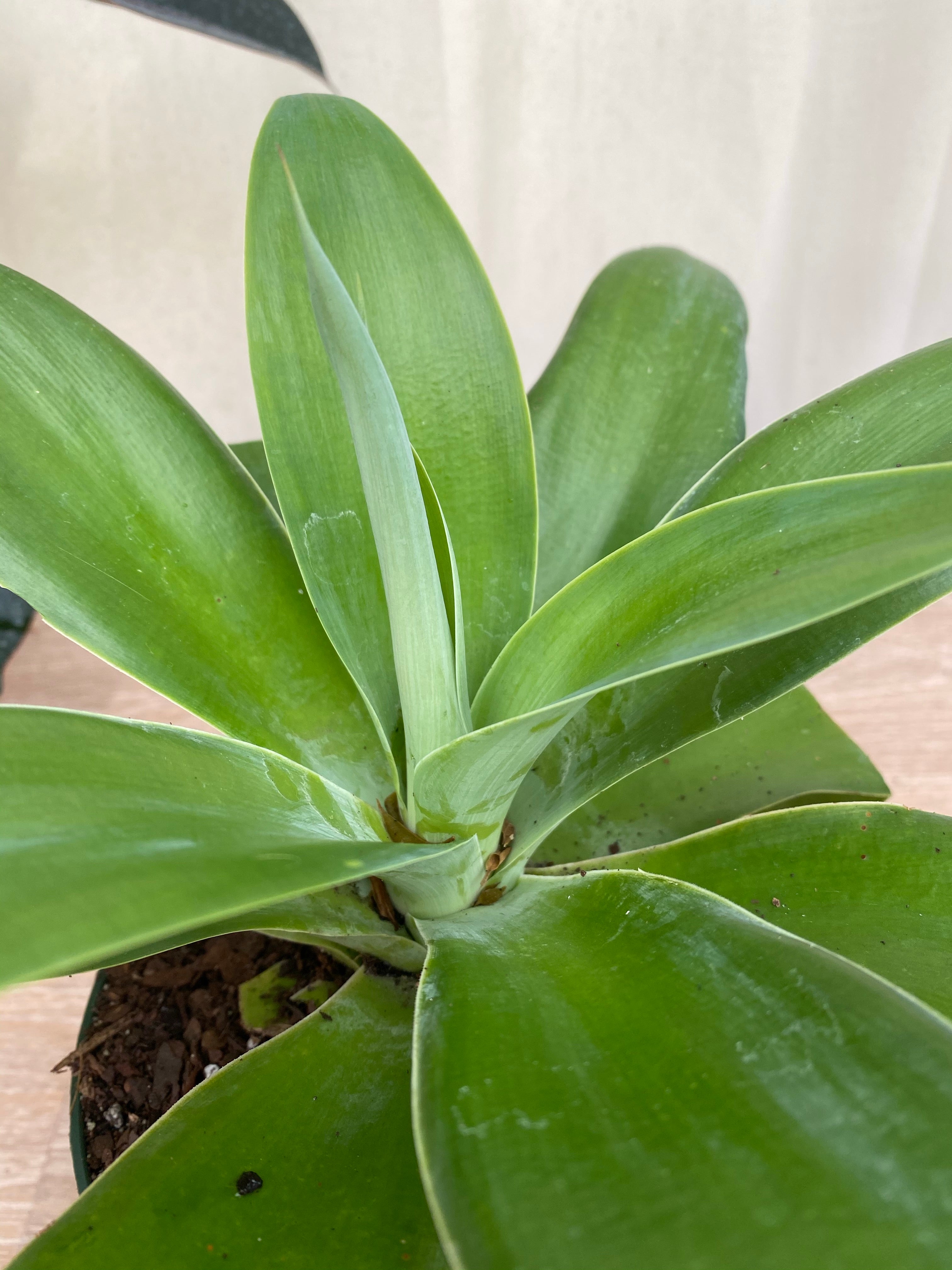 Agave Attenuata Spineless Century Plant, Soft Tip Agave