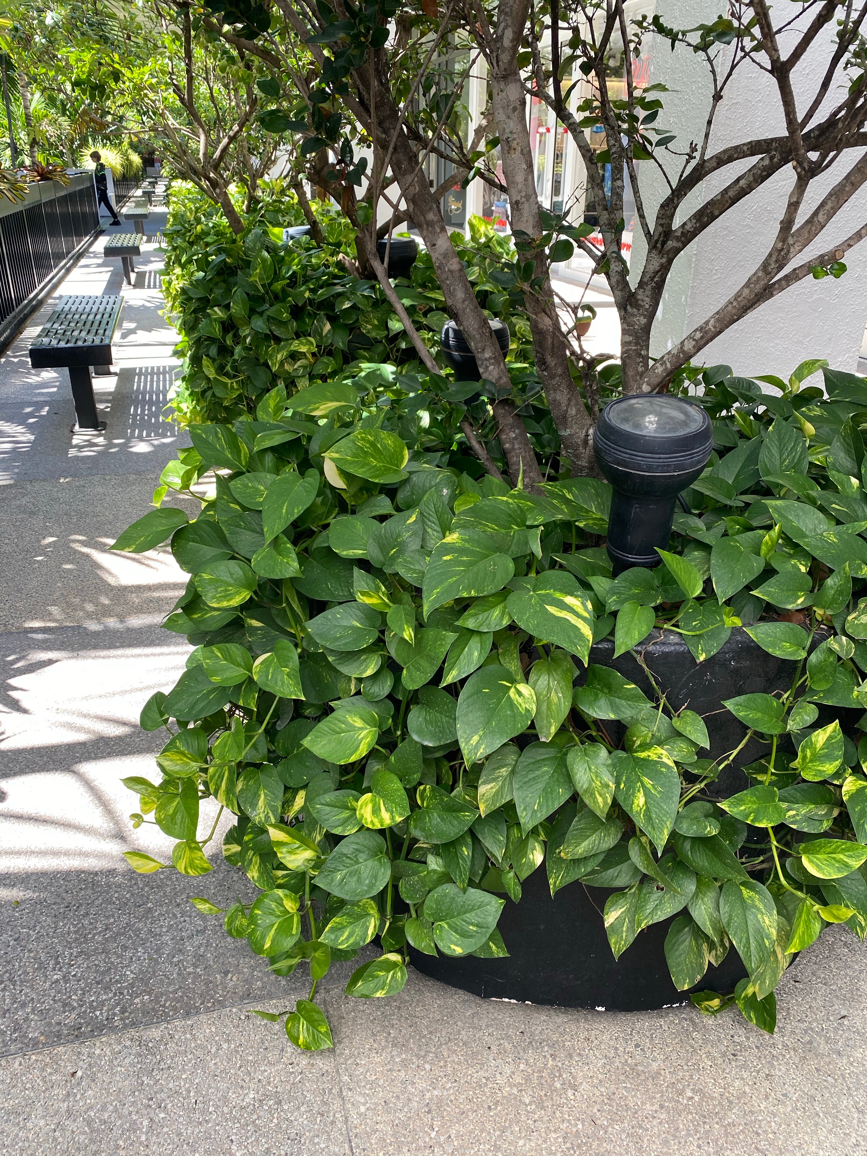 Golden Pothos in Hanging Basket, Epipremnum Aureum outside