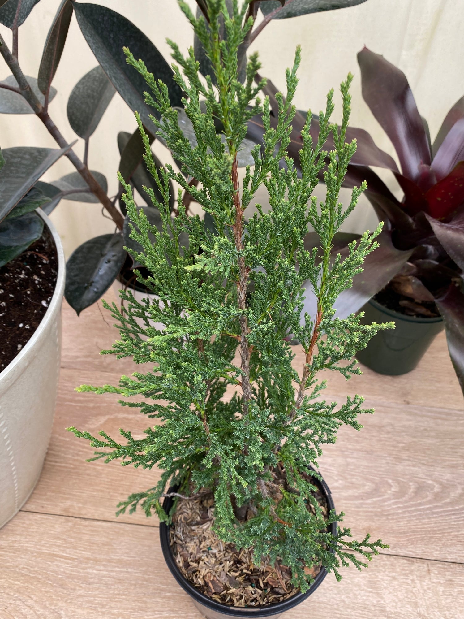 Taylor Juniper Tree, Eastern Red Cedar
