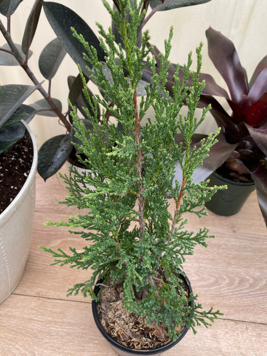 A small, potted Taylor Juniper Tree with dense green foliage.
