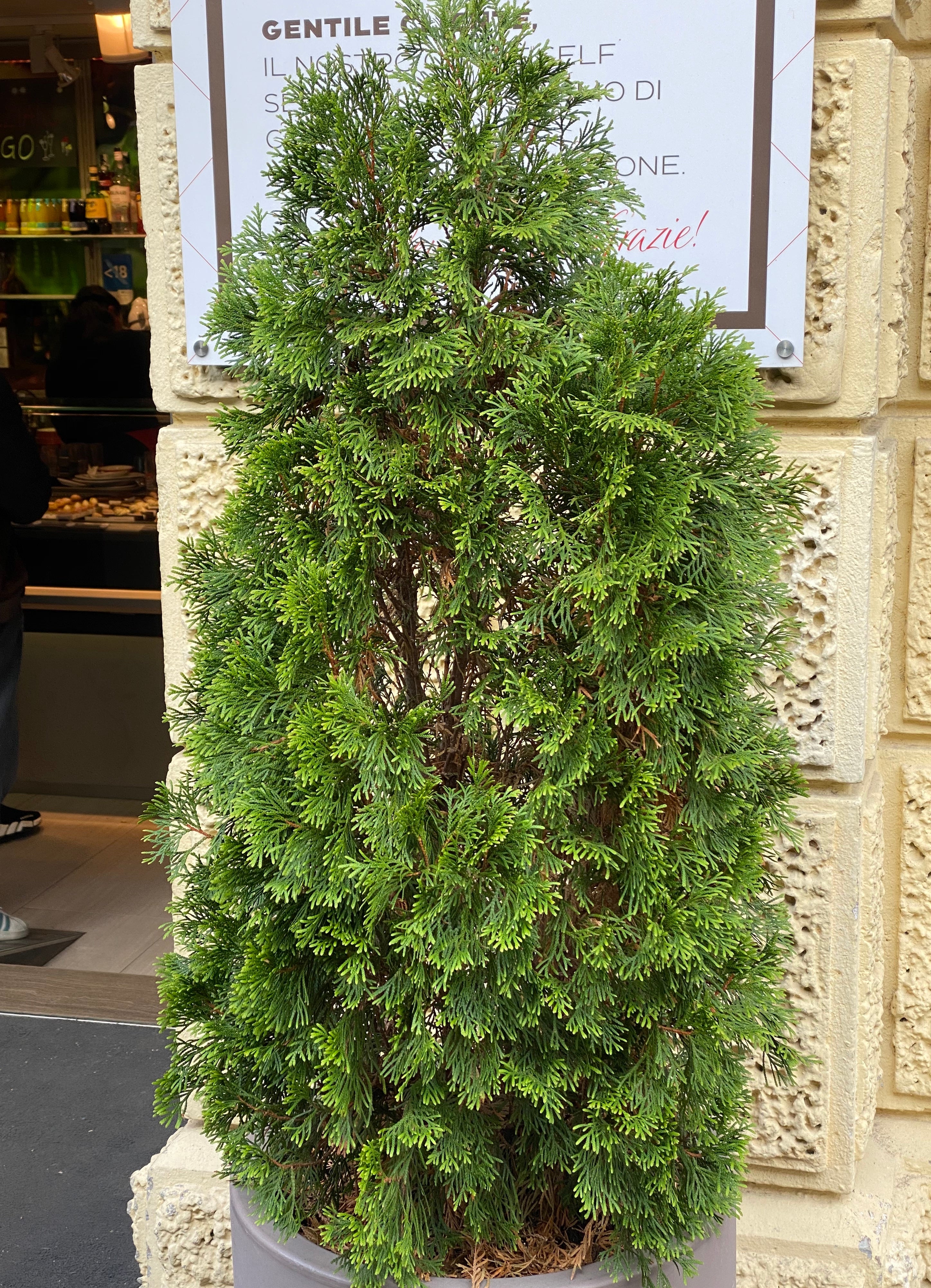 Thuja Green Giant Arborvitae