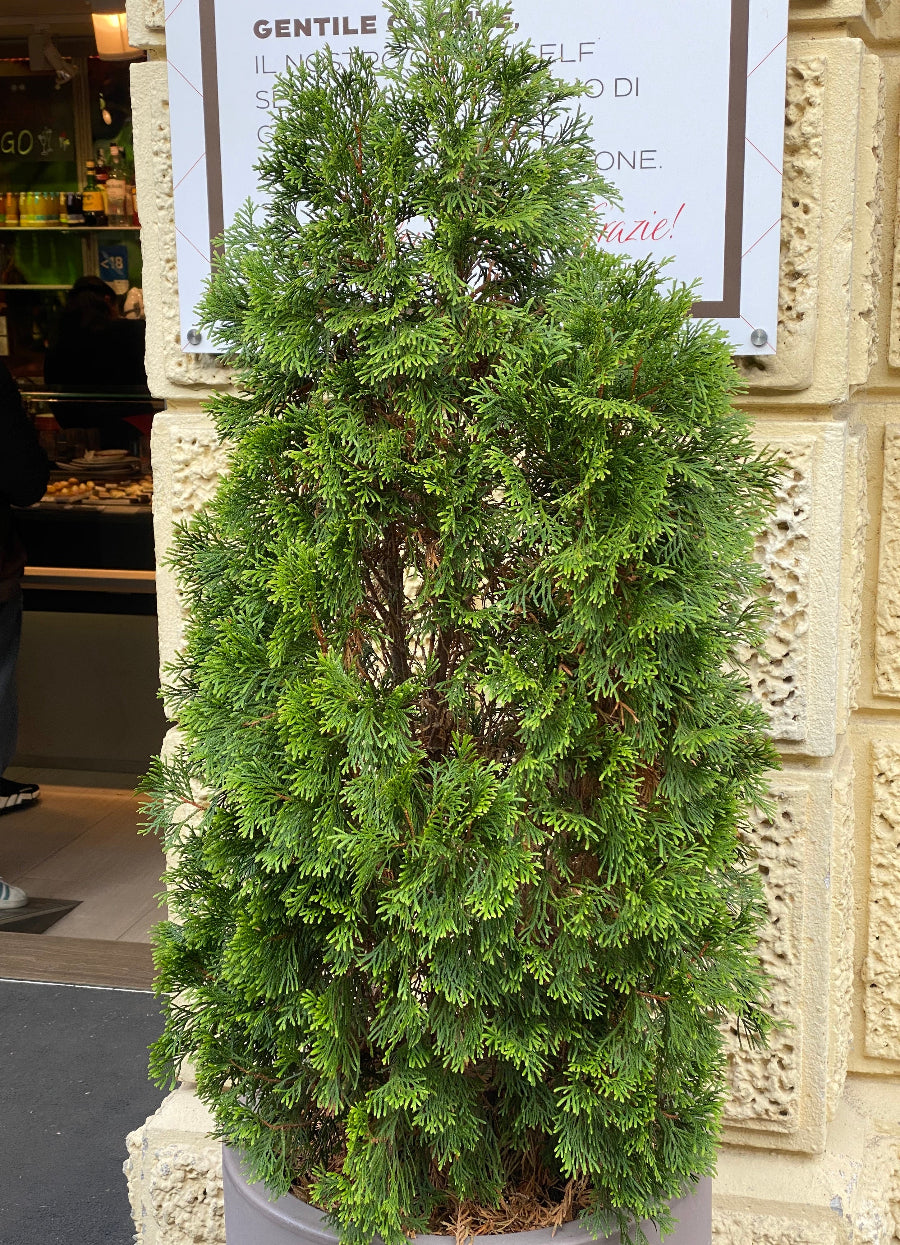 A tall, conical Thuja Green Giant Arborvitae tree with dense, rich green foliage.