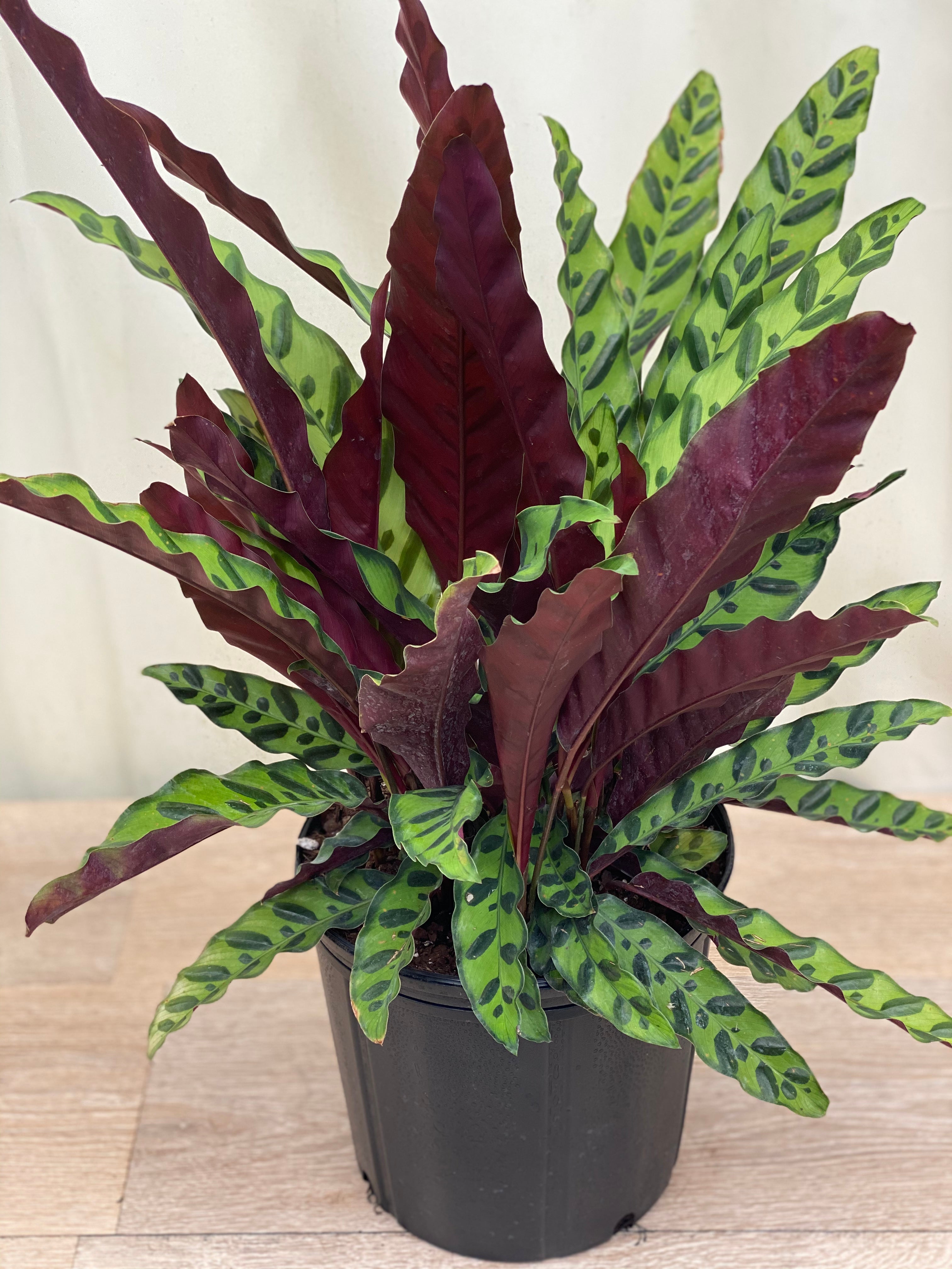 Calathea RattleSnake Prayer Plants front view