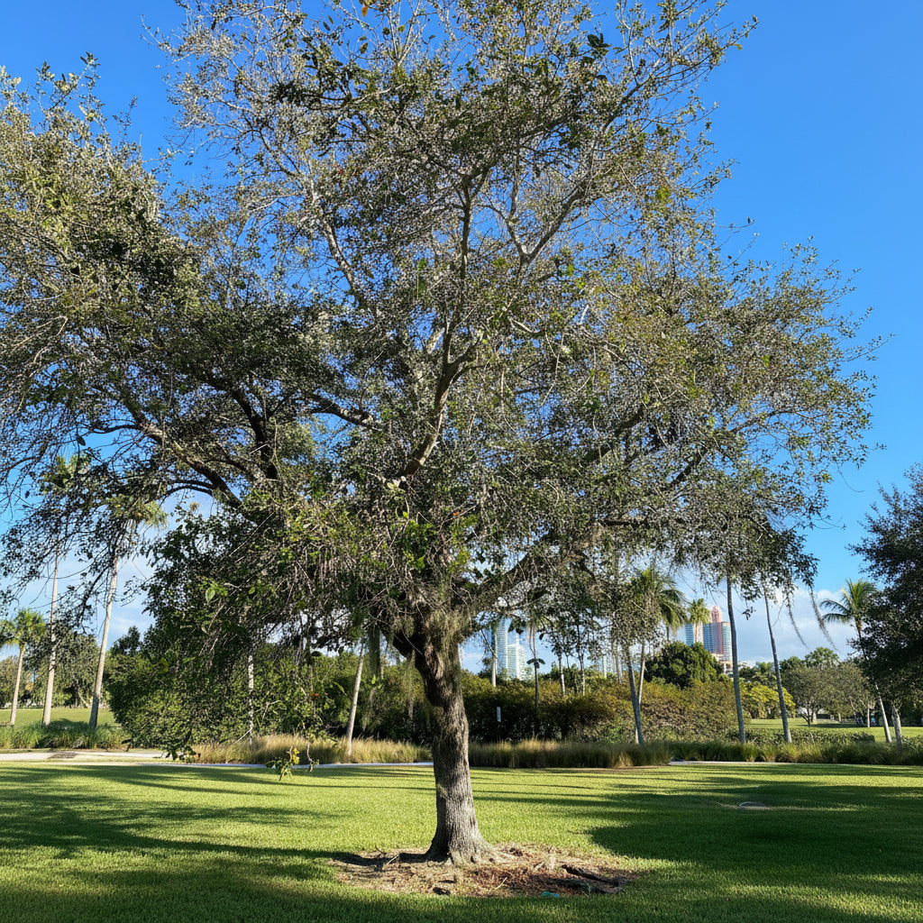 Southern Live Oak Tree, Quercus Virginiana outside